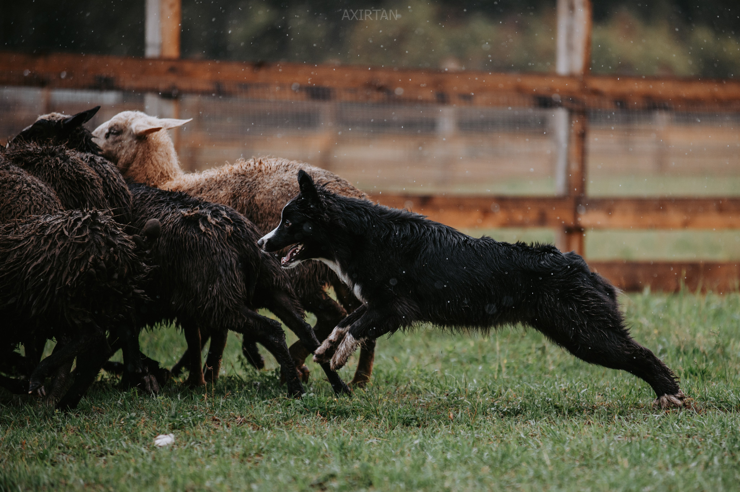 Хава. BLGKV питомник собак