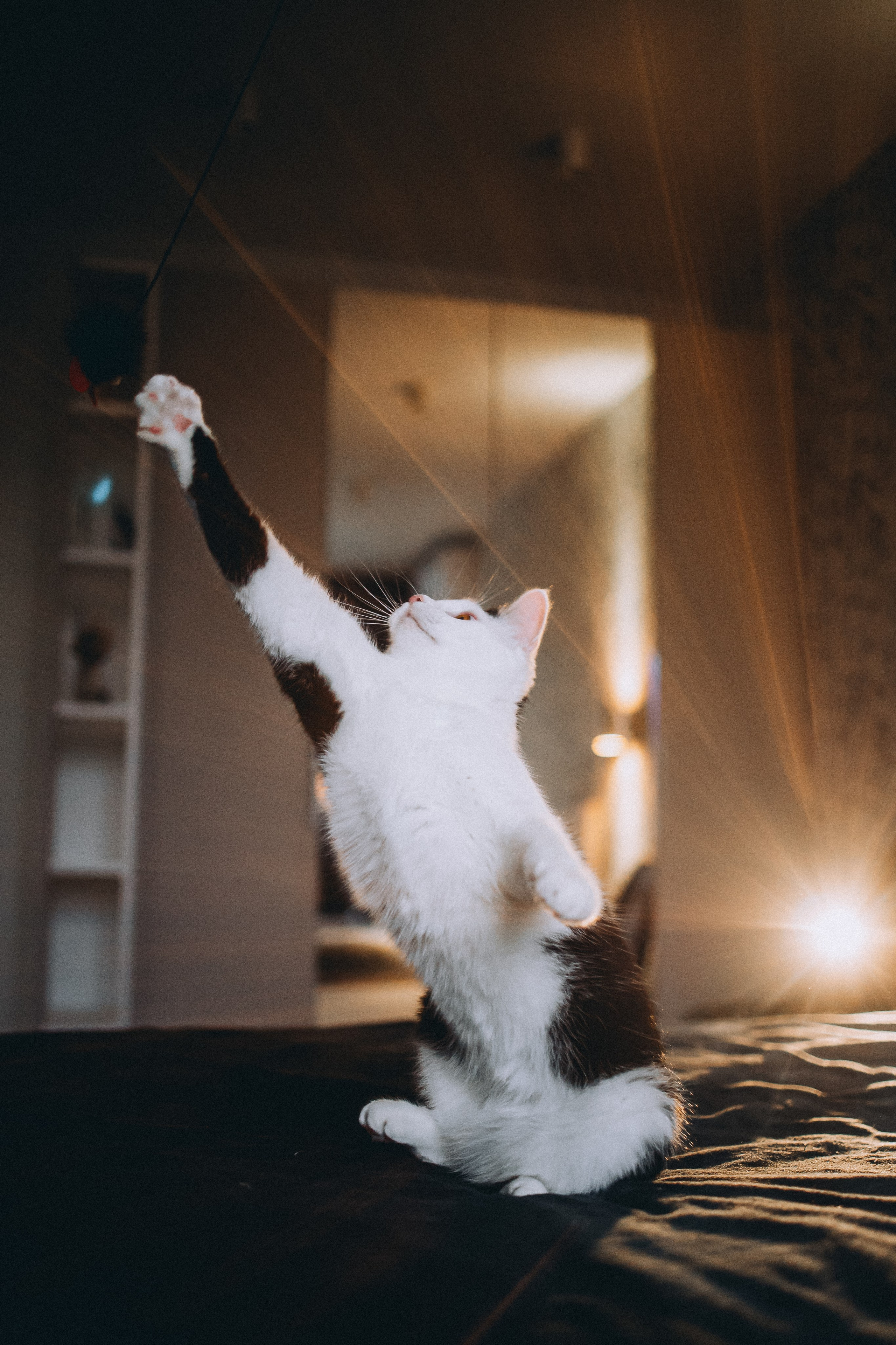 Рыся, Кепа и их семья