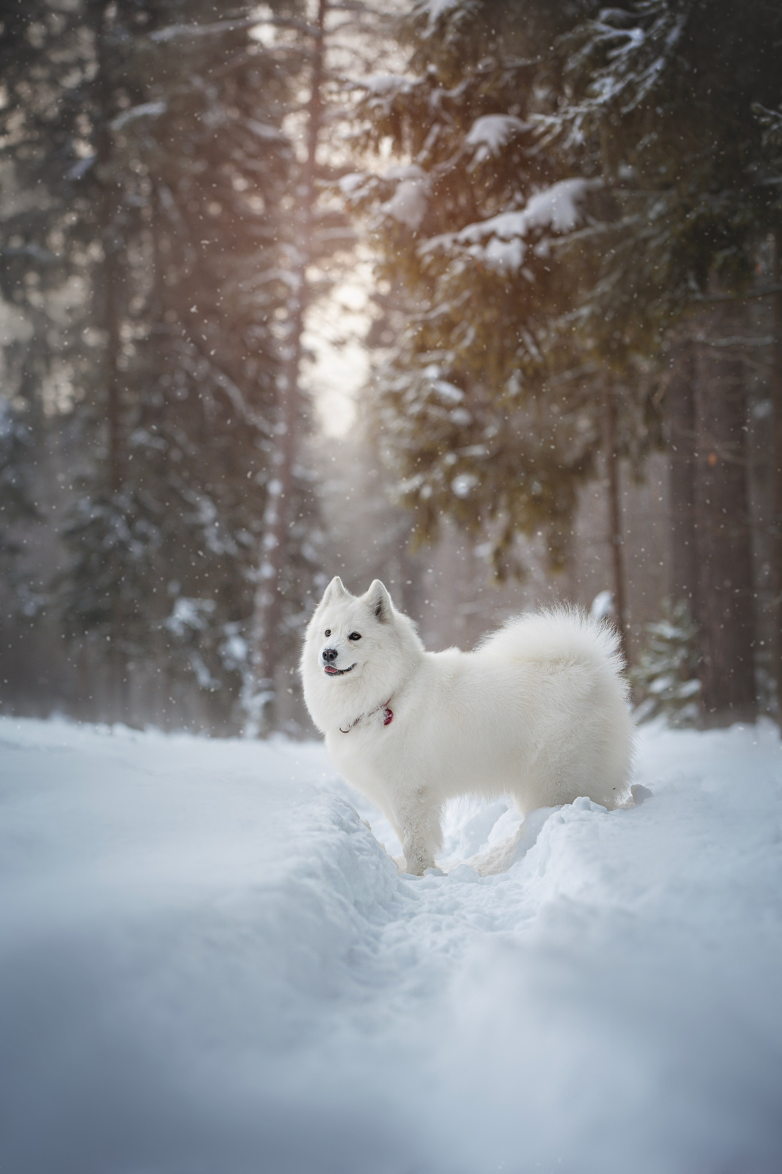 Руби, Николь, Кирилл и Мила. Фотограф анималист в Москве Майорова Евгения