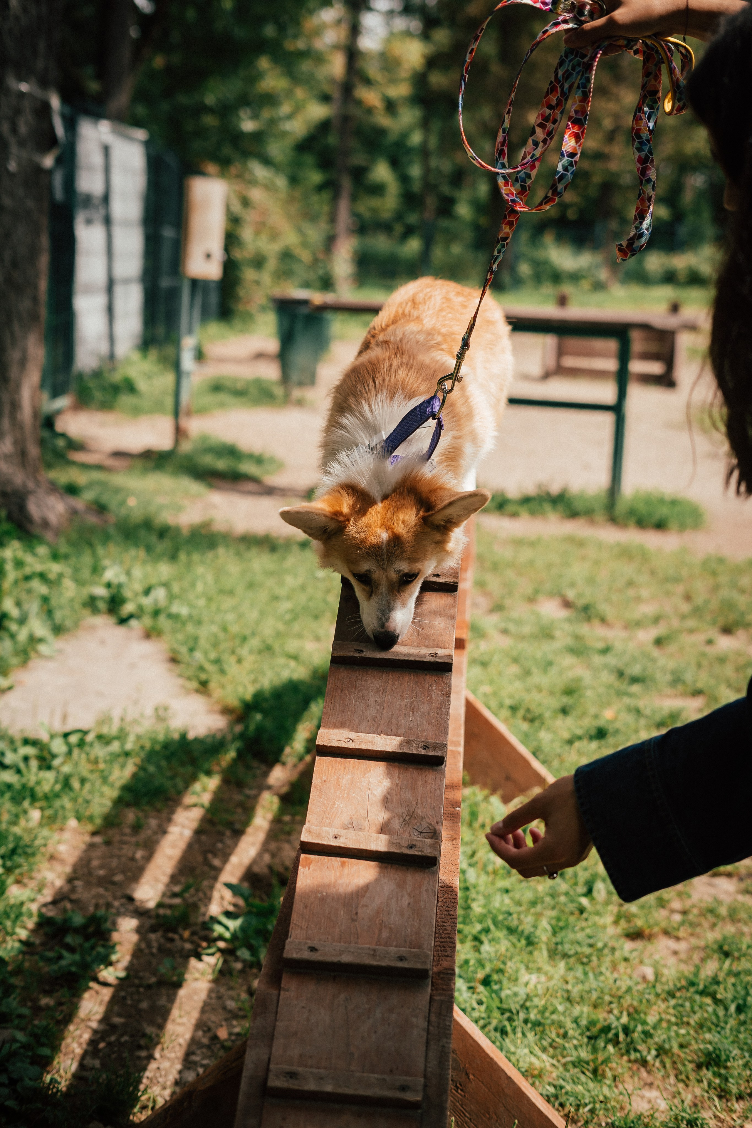 Фотосессия с собакой сахалин. Фотограф сахалин