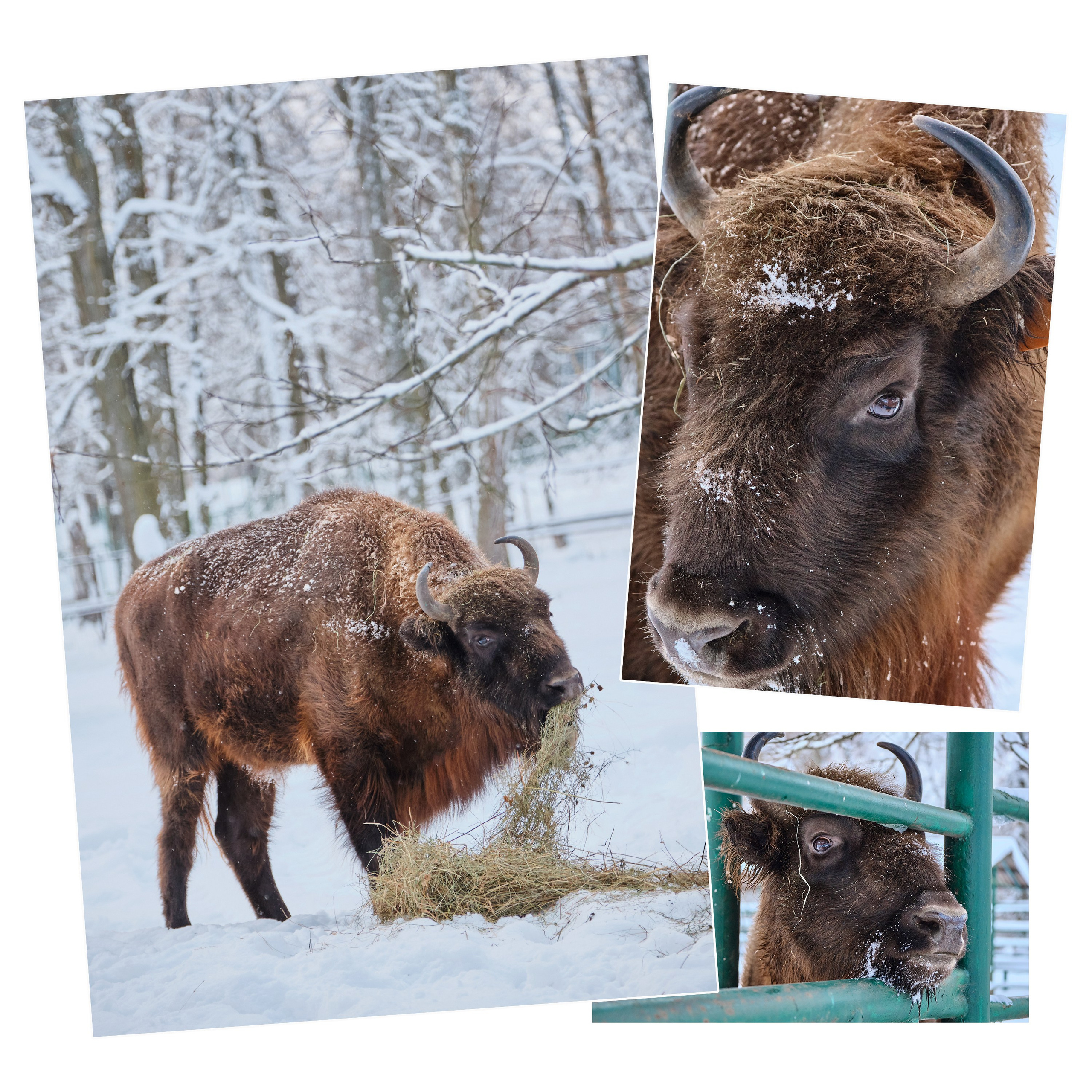 Приокско-Террасный заповедник. Репортажная фото и видеосъемка в Москве под ключ