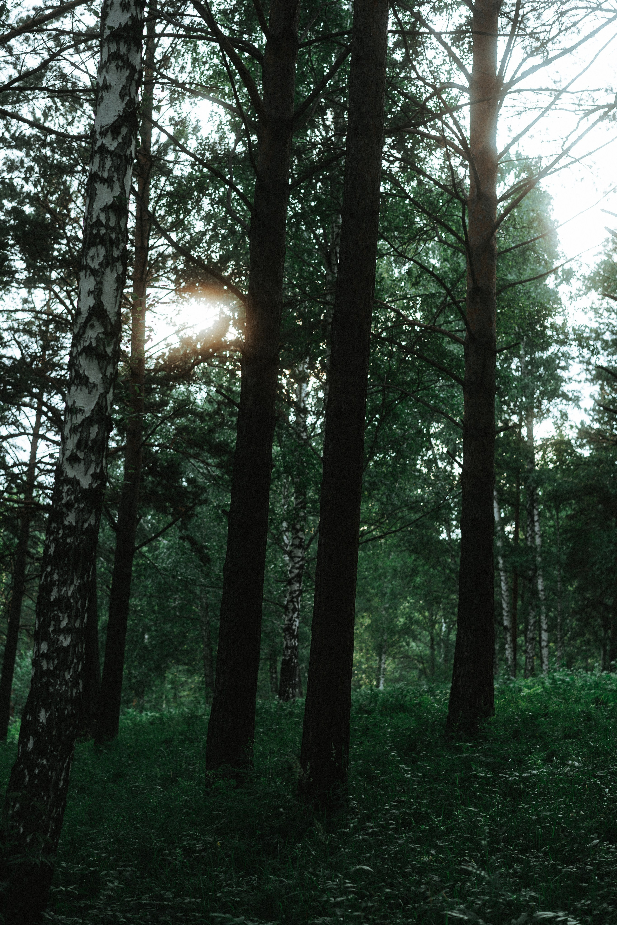 Лес. Veronika Popadeikina Photographer