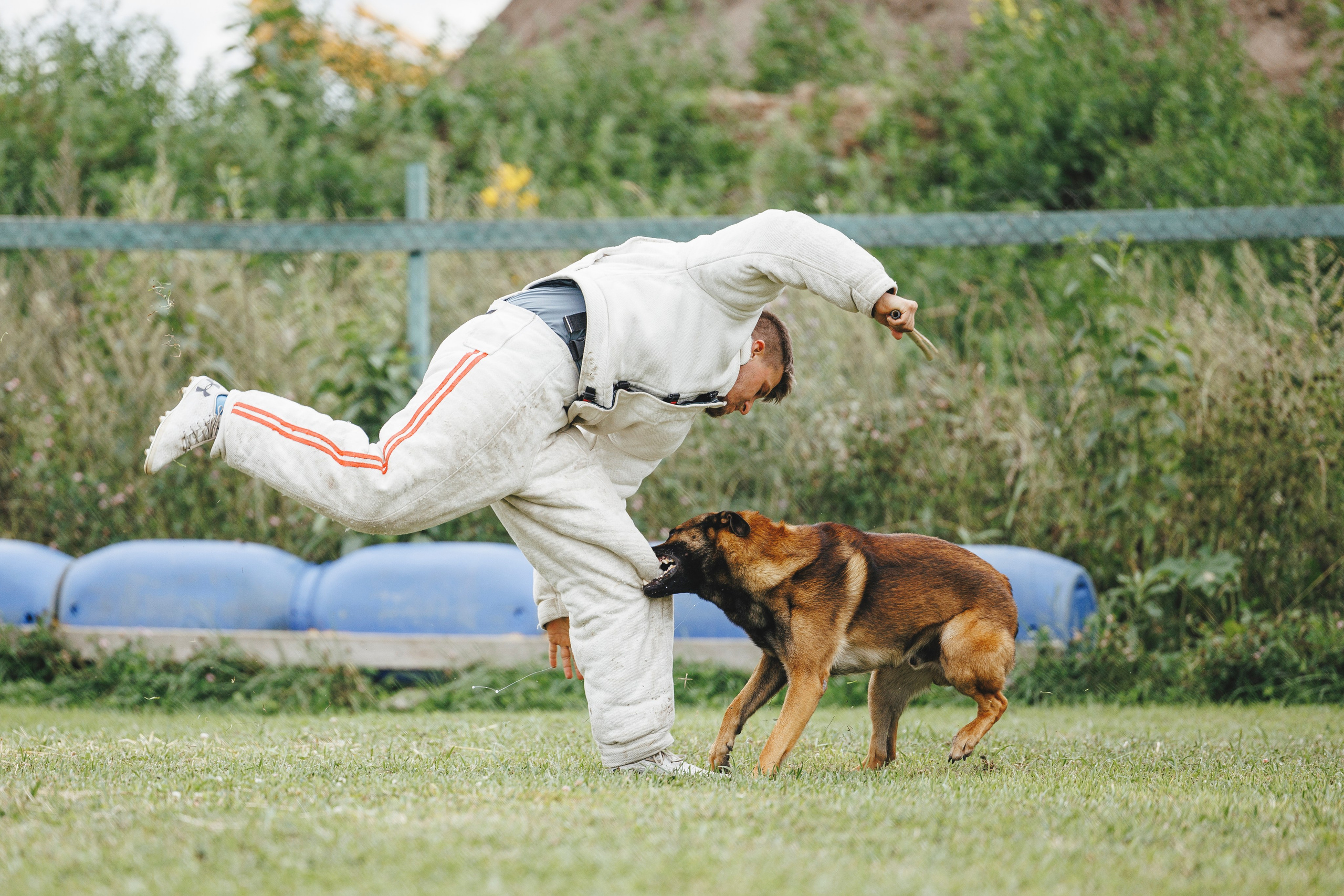 08.08.25-10.08.25 ЧР по мондьорингу г. Вологда. Фотограф-анималист Анна Маринич