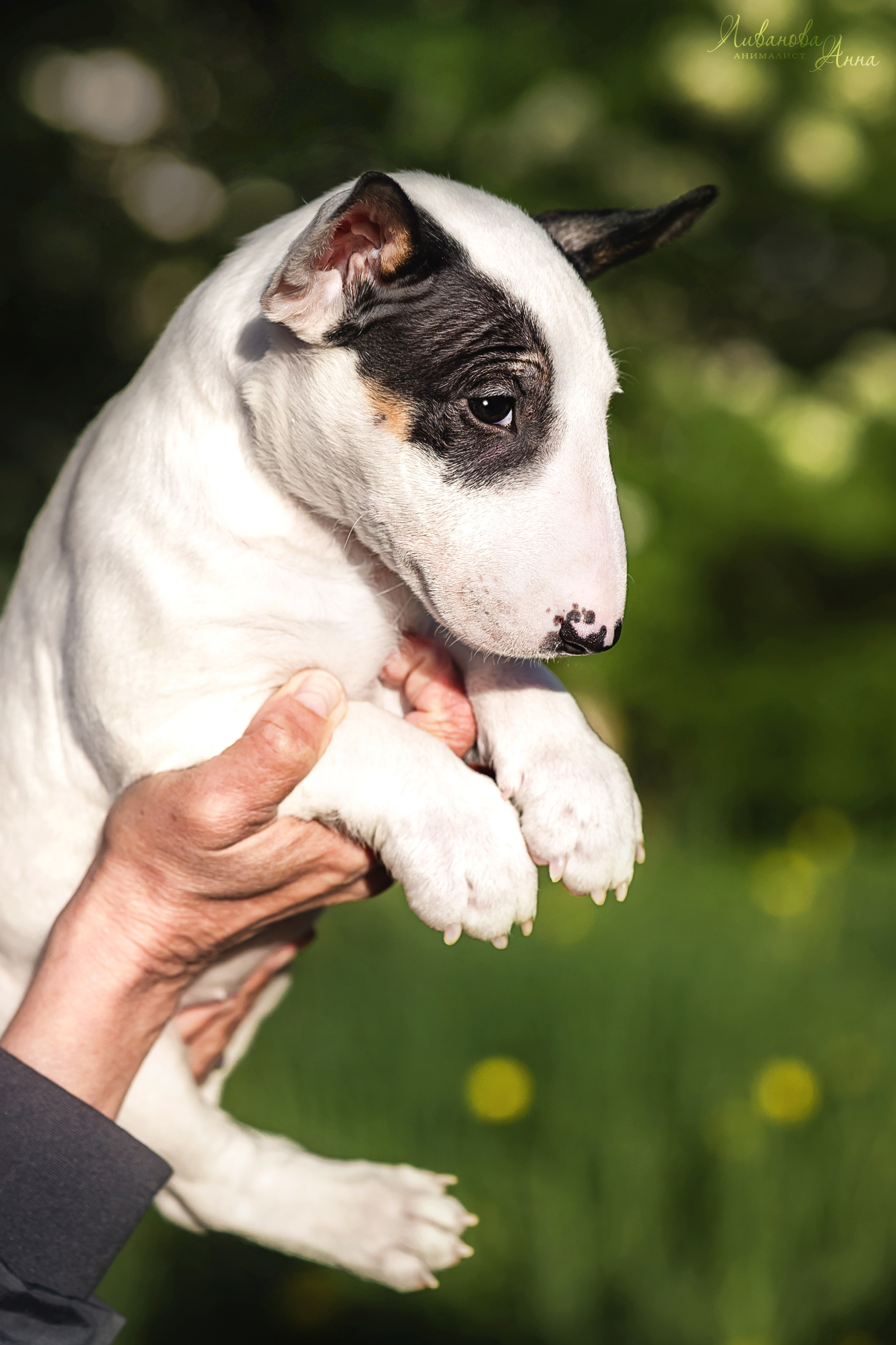 Минибультерьерчики. Фотограф анималист Аня Ливанова | Рыбинск