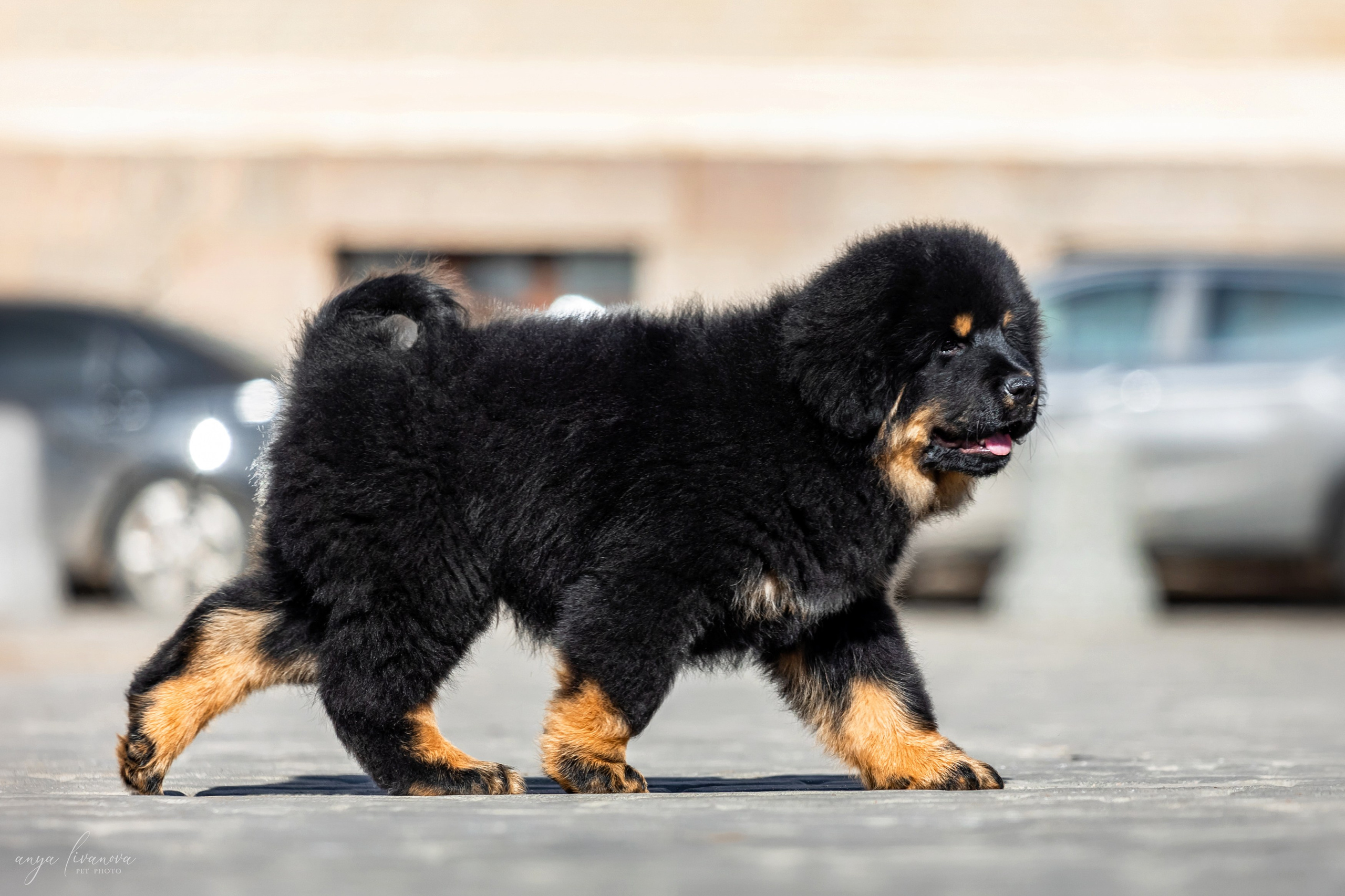 Тибеты. Фотограф анималист Аня Ливанова | Рыбинск