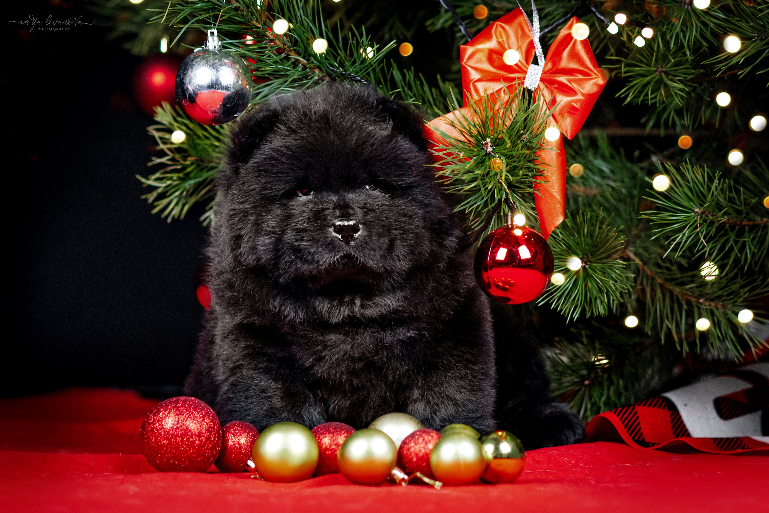 Новогодняя атмосфера в «Simply the Best». Фотограф анималист Аня Ливанова | Рыбинск
