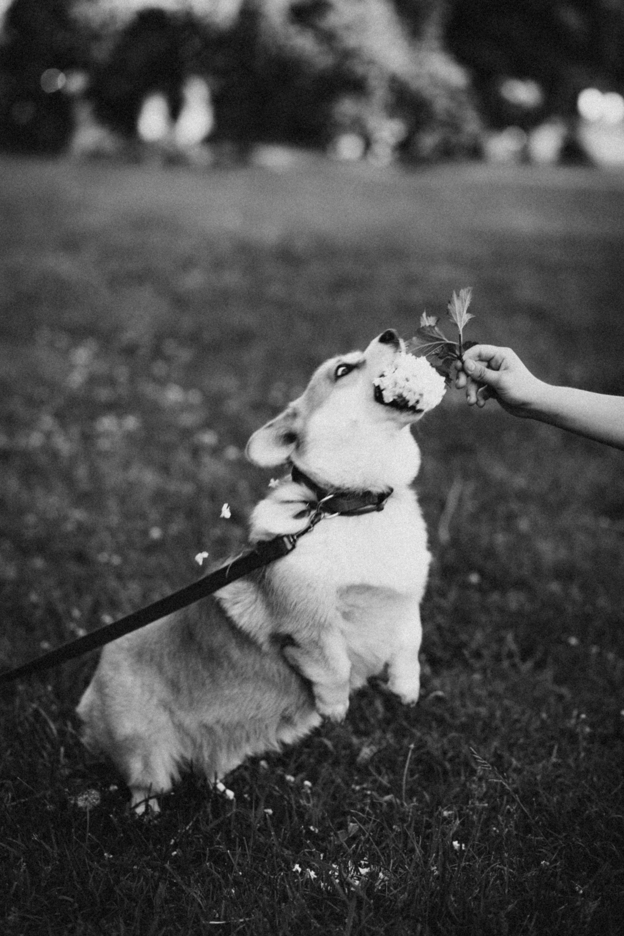 Летняя фотосессия с домашними любимцами в парке. Фотограф в Санкт-Петербурге, Анна Скворцова