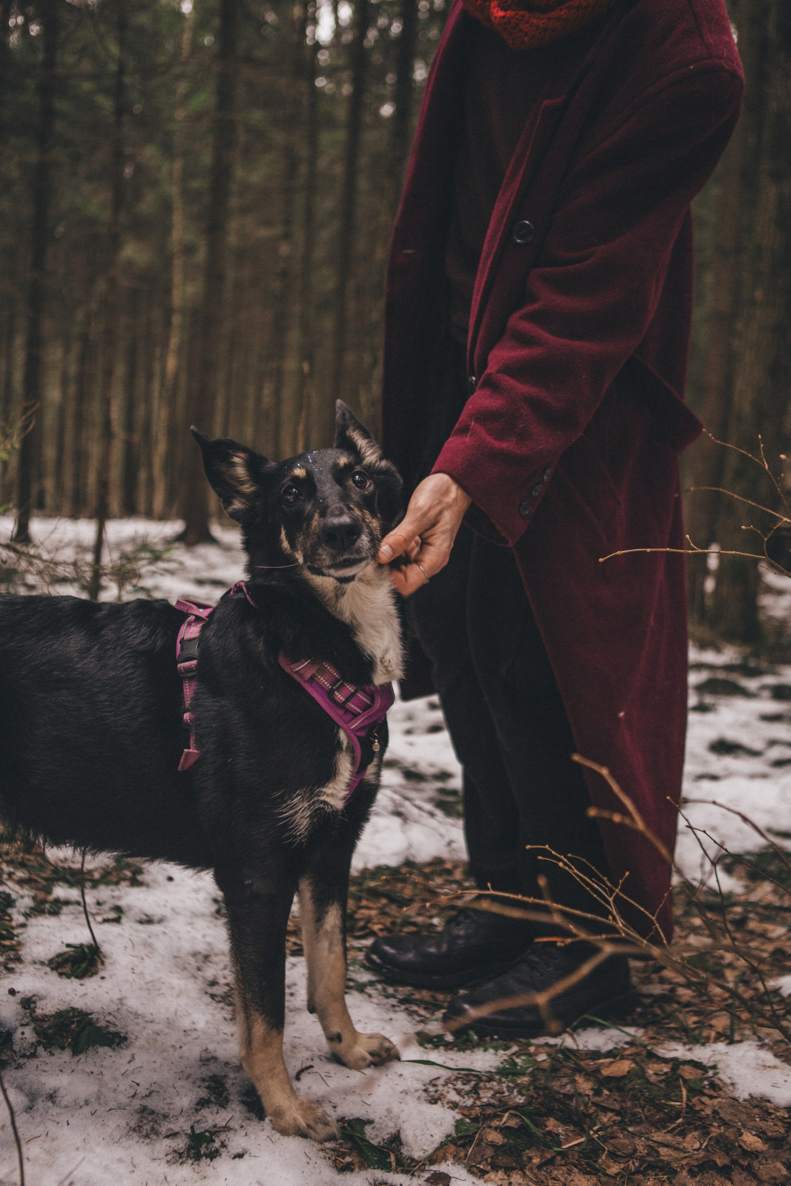 A cinematic tale of true love and unbreakable friendship between a man and a dog. Portrait, family and pet photographer in Cyprus, Ksenia Bourdelle