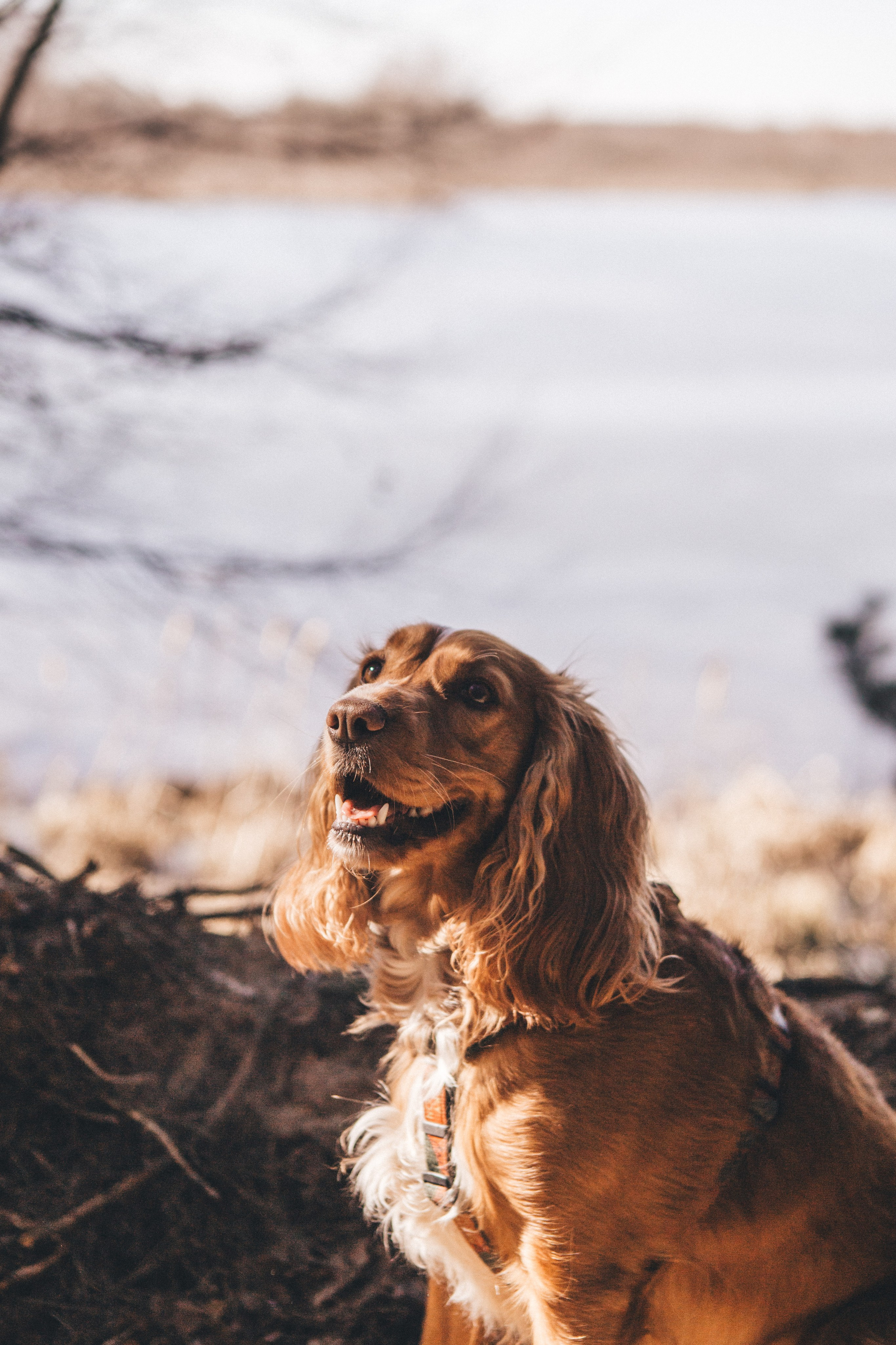 Julia & Jessie. Portrait, family and pet photographer in Cyprus, Ksenia Bourdelle