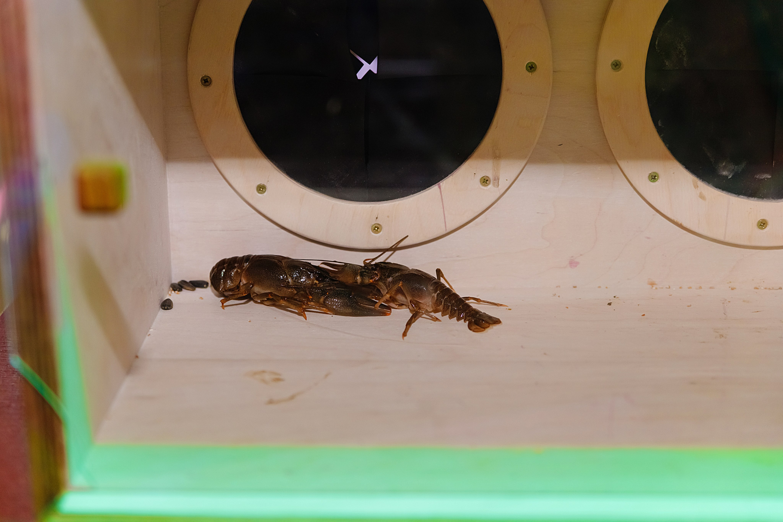 PARTY — happy birthday!. Elena Sova — семейный и женский фотограф в Санкт-Петербурге