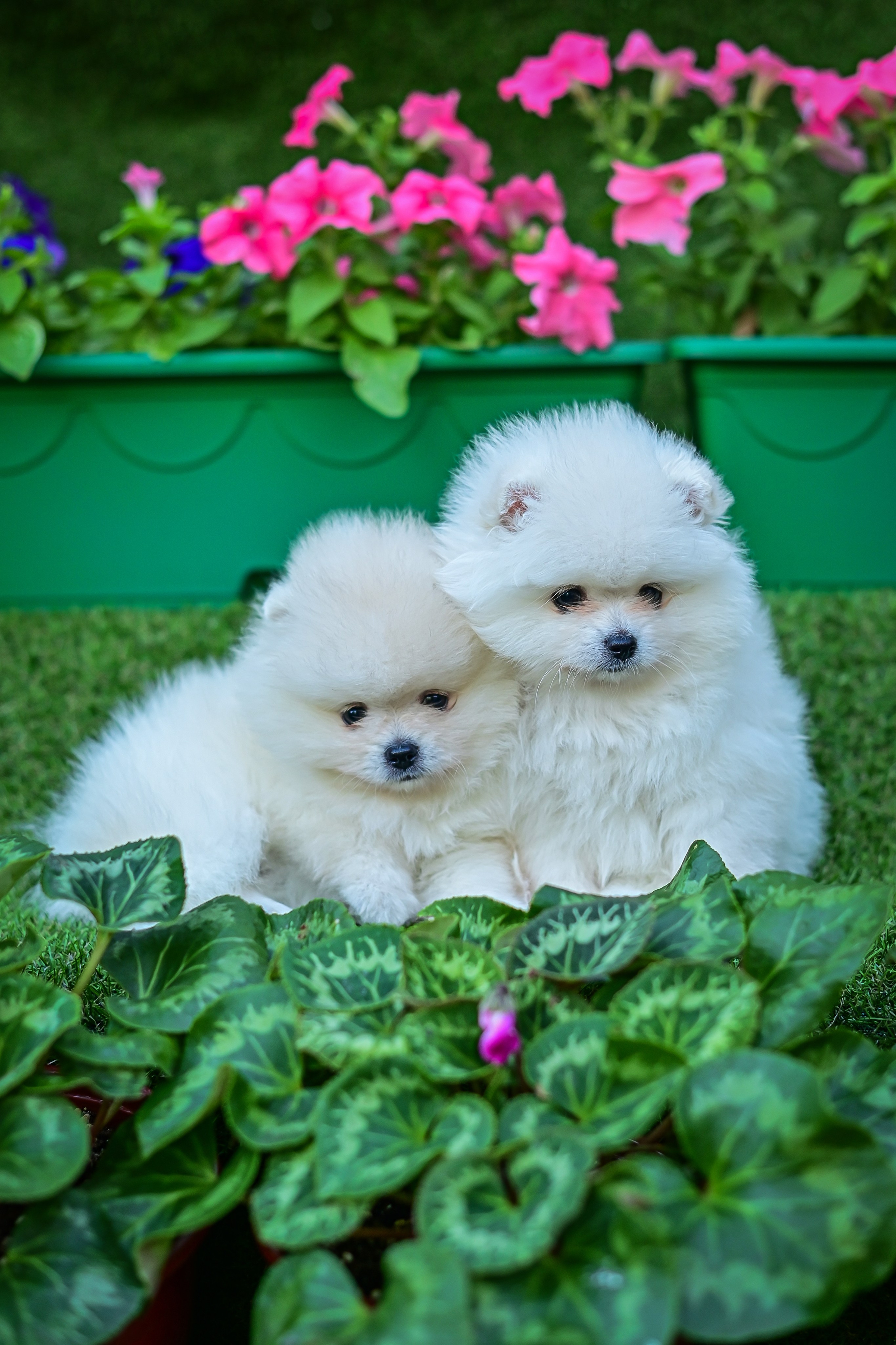 Животные. Семейный и свадебный фотограф в Донецке Донская Анастасия