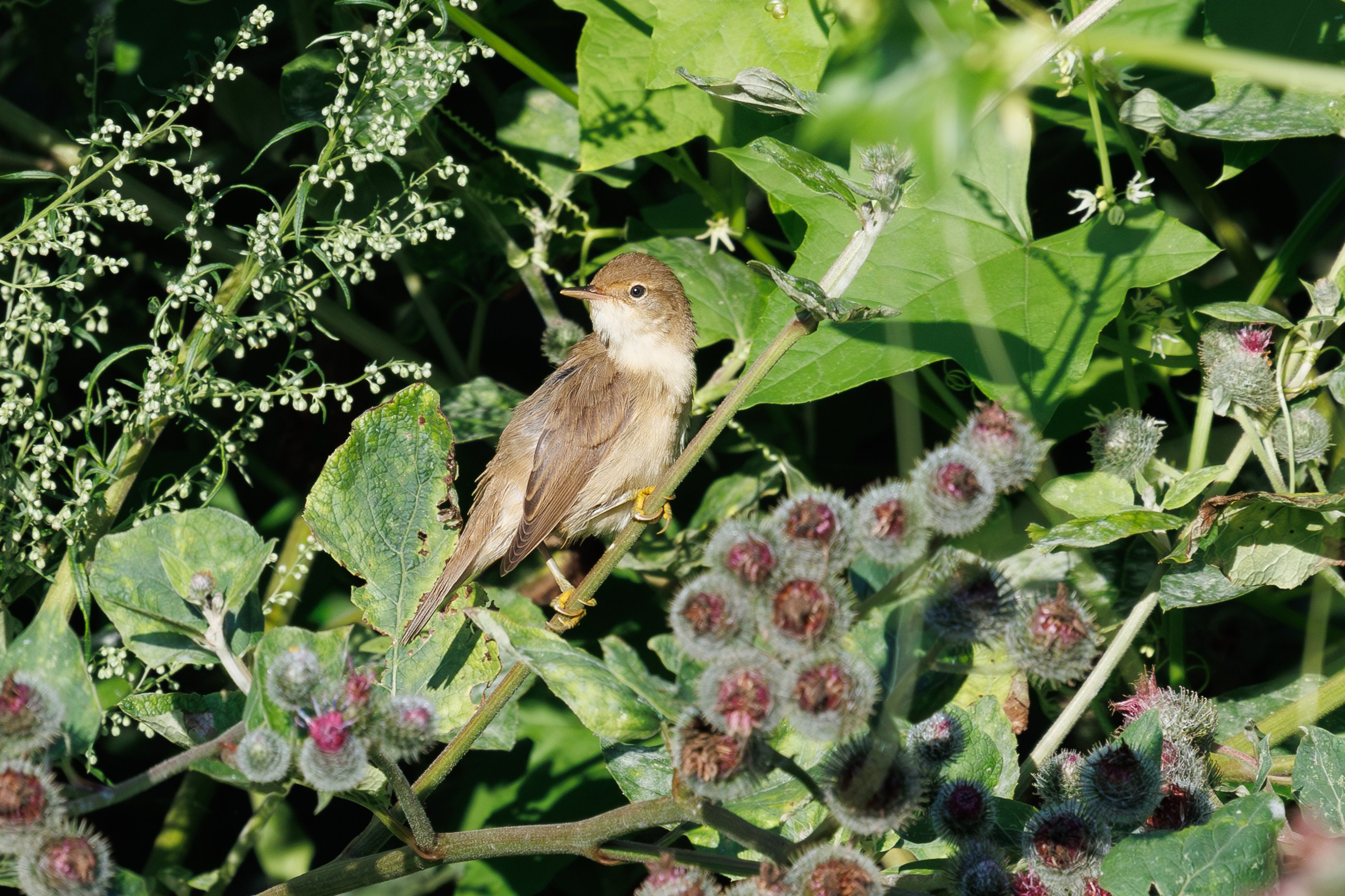 Птицы Москворецкого пойменного заказника. Птицы парков г. Люберцы