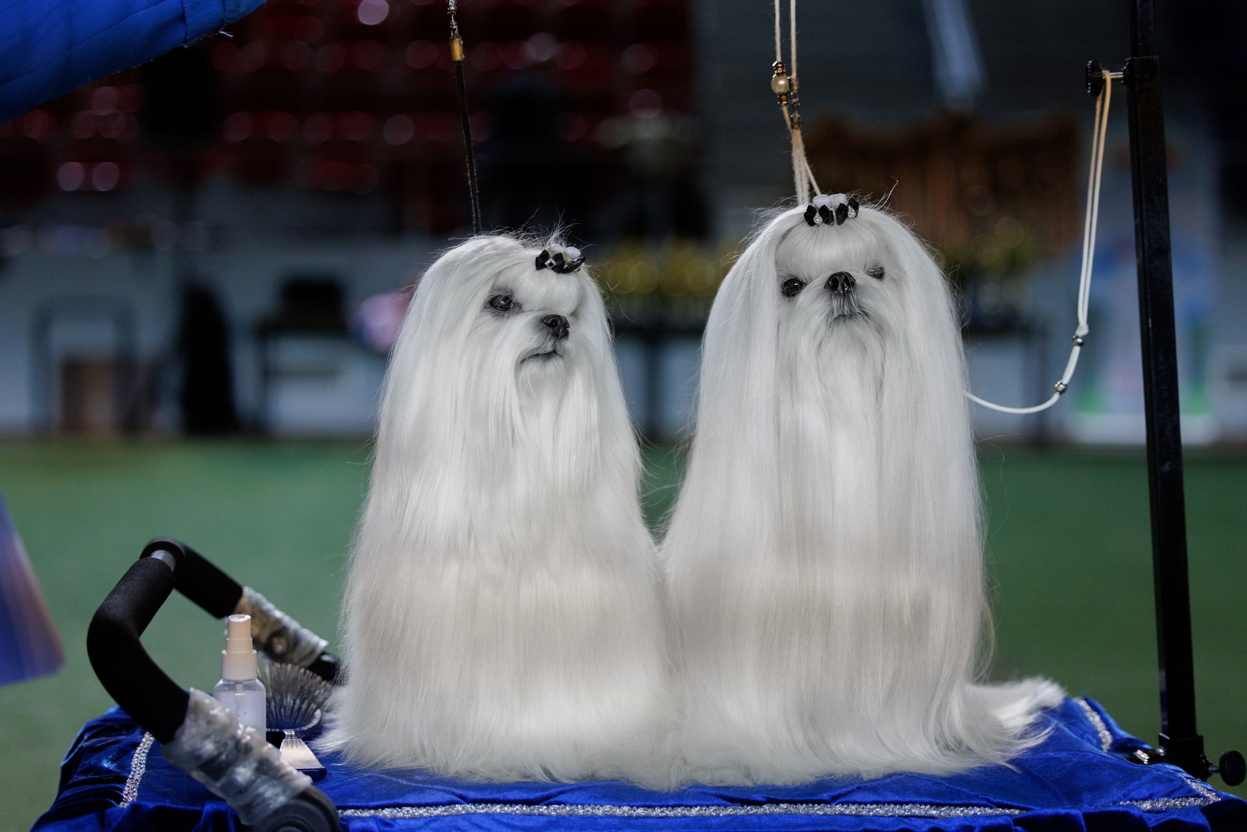 Грузия,Телави 2хCACIB 19-20.10.2024. Фотограф-анималист Юлия Германика