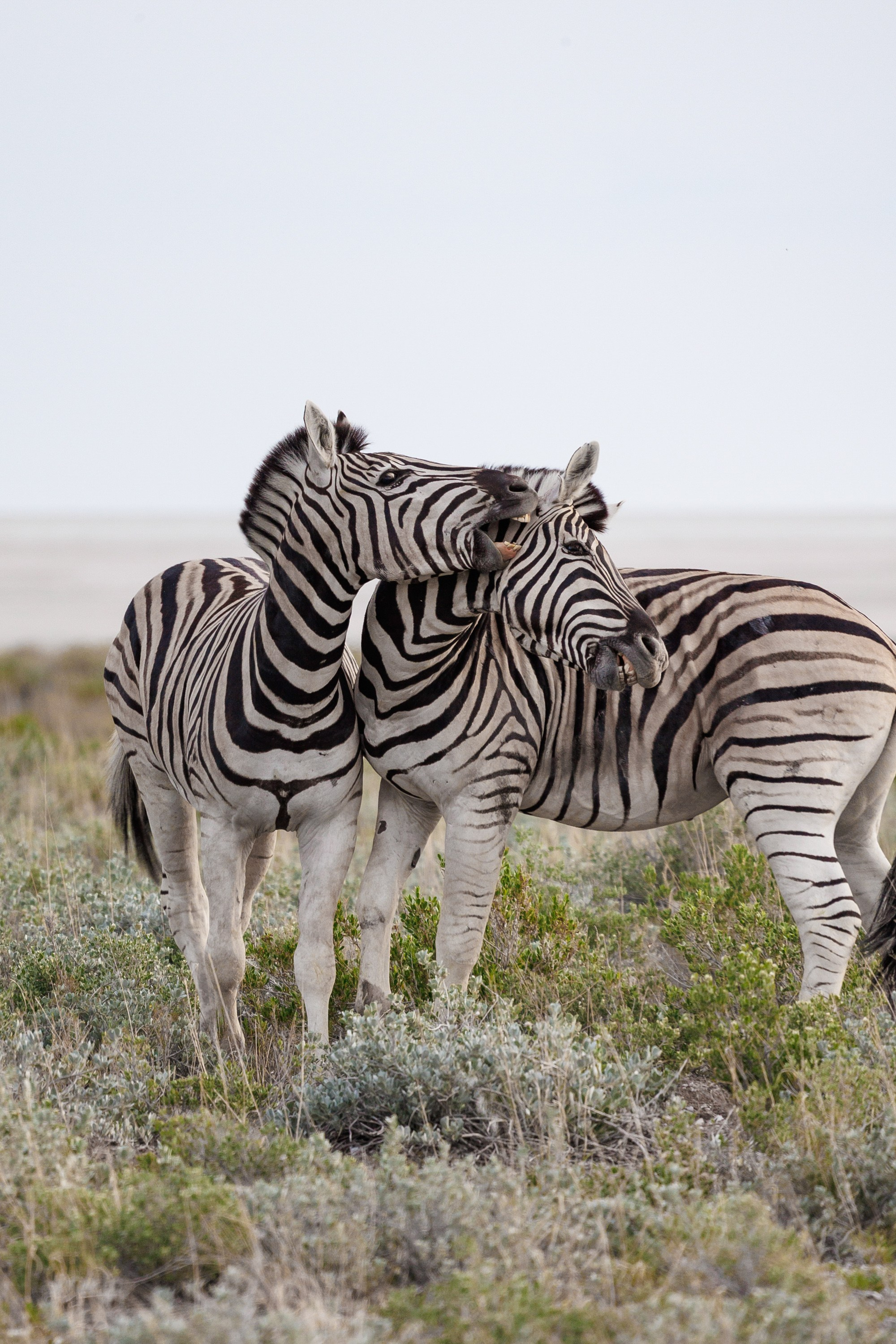 НАМИБИЯ. Роадтрип