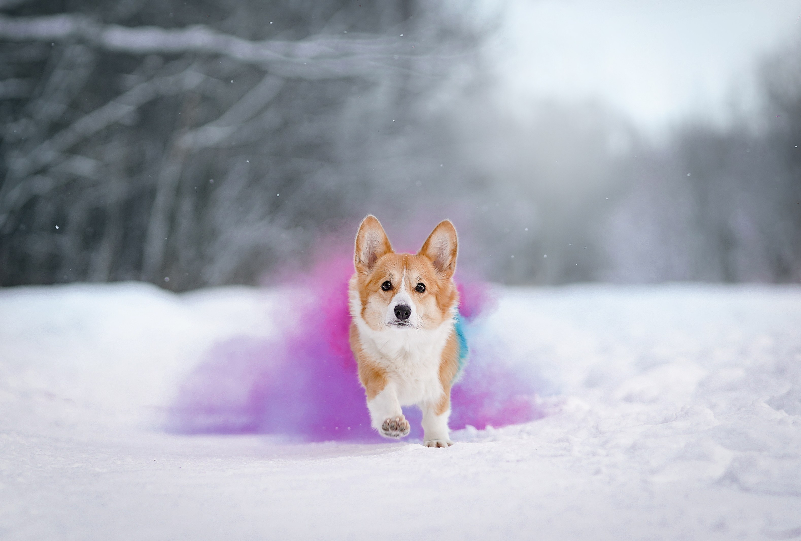 Кристина и Лаки. Фотограф-анималист в Санкт-Петербурге Яна Мартынова