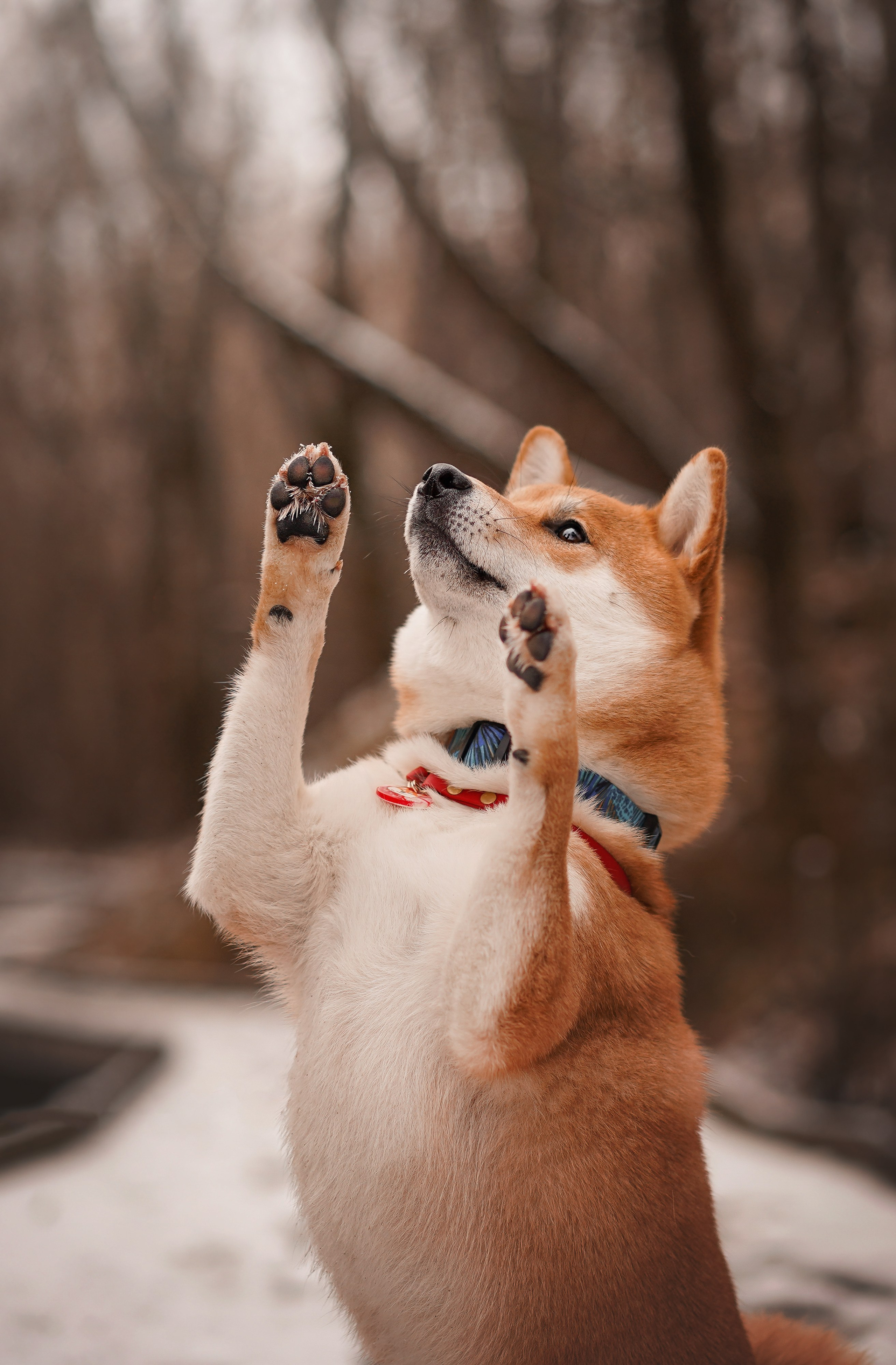 Алина и Юми. Фотограф-анималист в Санкт-Петербурге Яна Мартынова