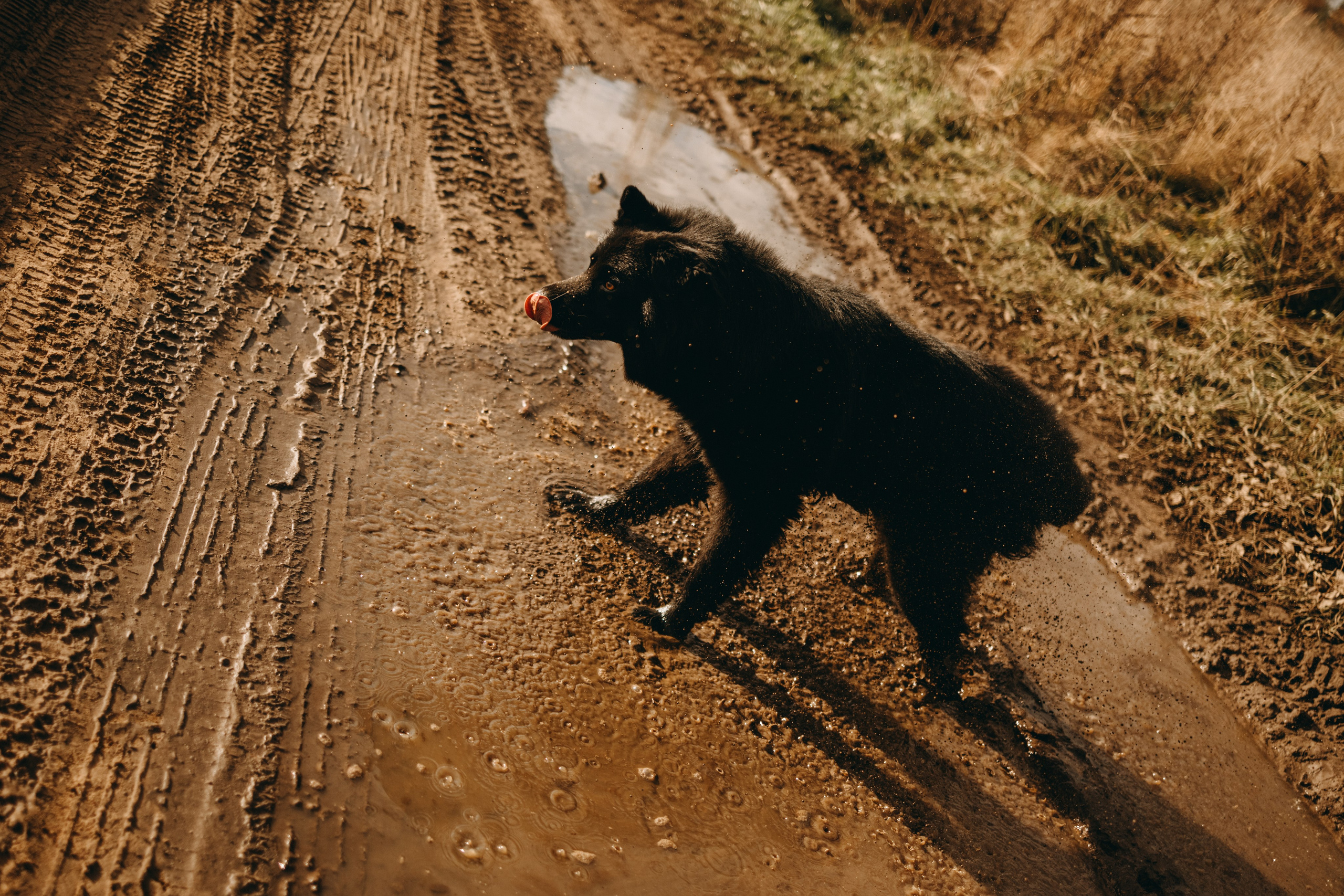 Лора и Джанго. Фотограф — Анималист | Санкт-Петербург