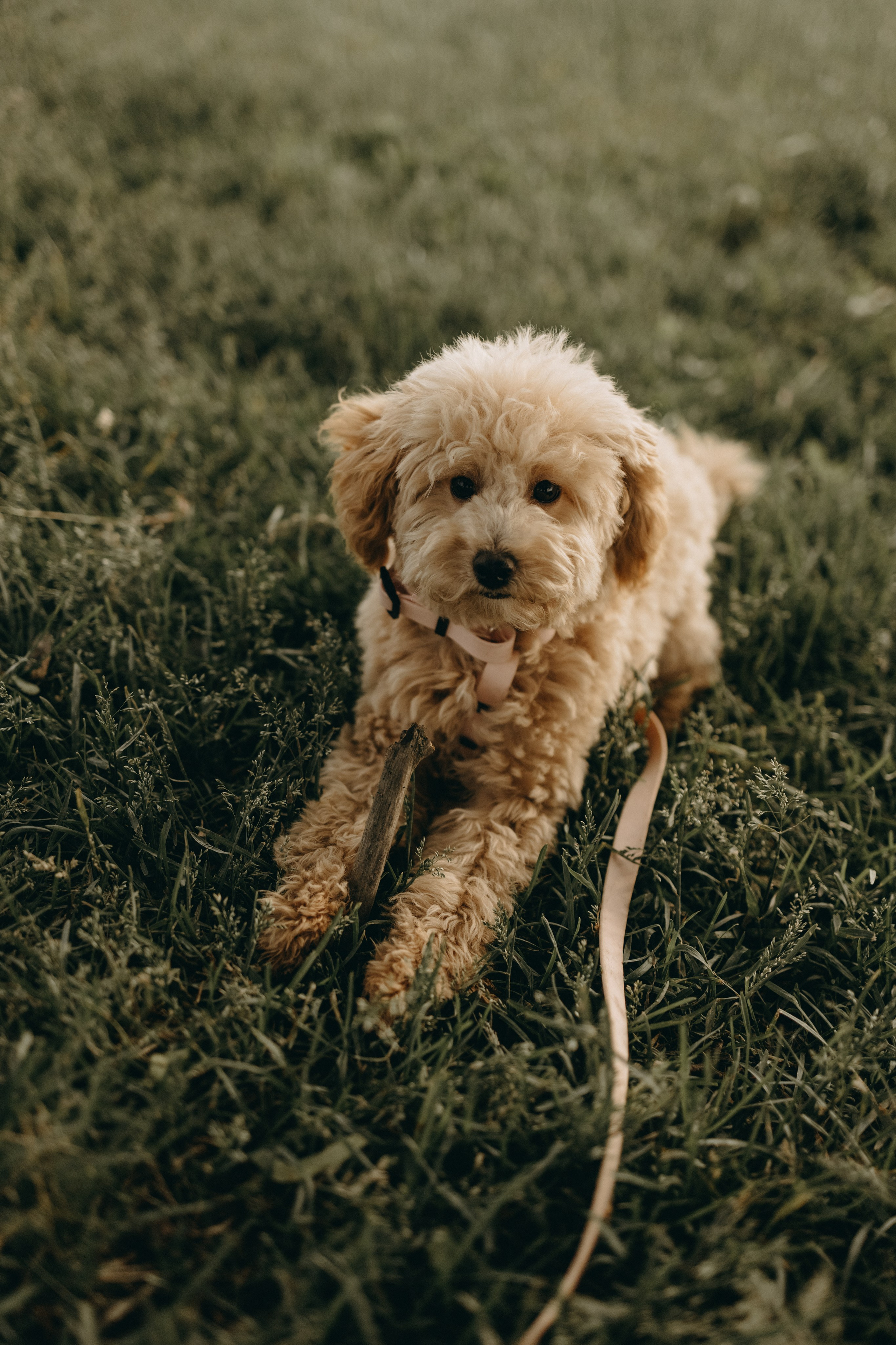 Мия и ее семья. Фотограф — Анималист | Санкт-Петербург