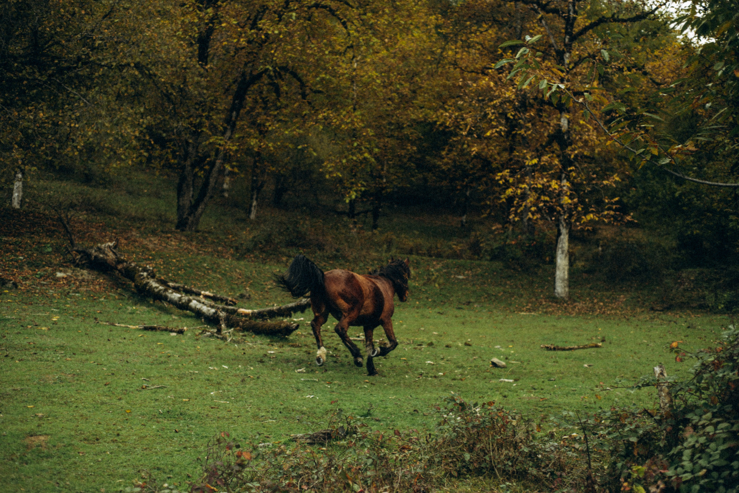 Конный поход 🇬🇪 «PVD Club». Anita_photo