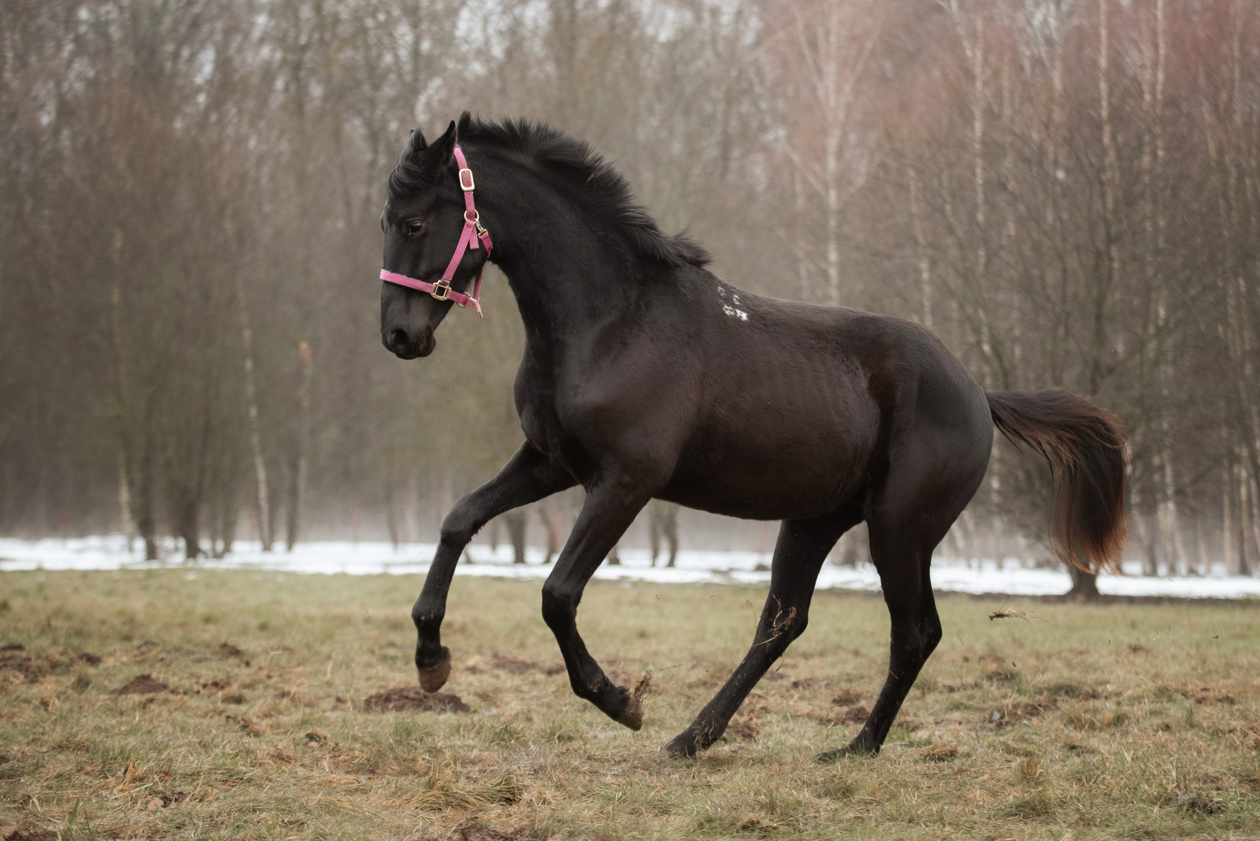 Мелкаши ЮНА. Куракина Дарья • Конный фотограф