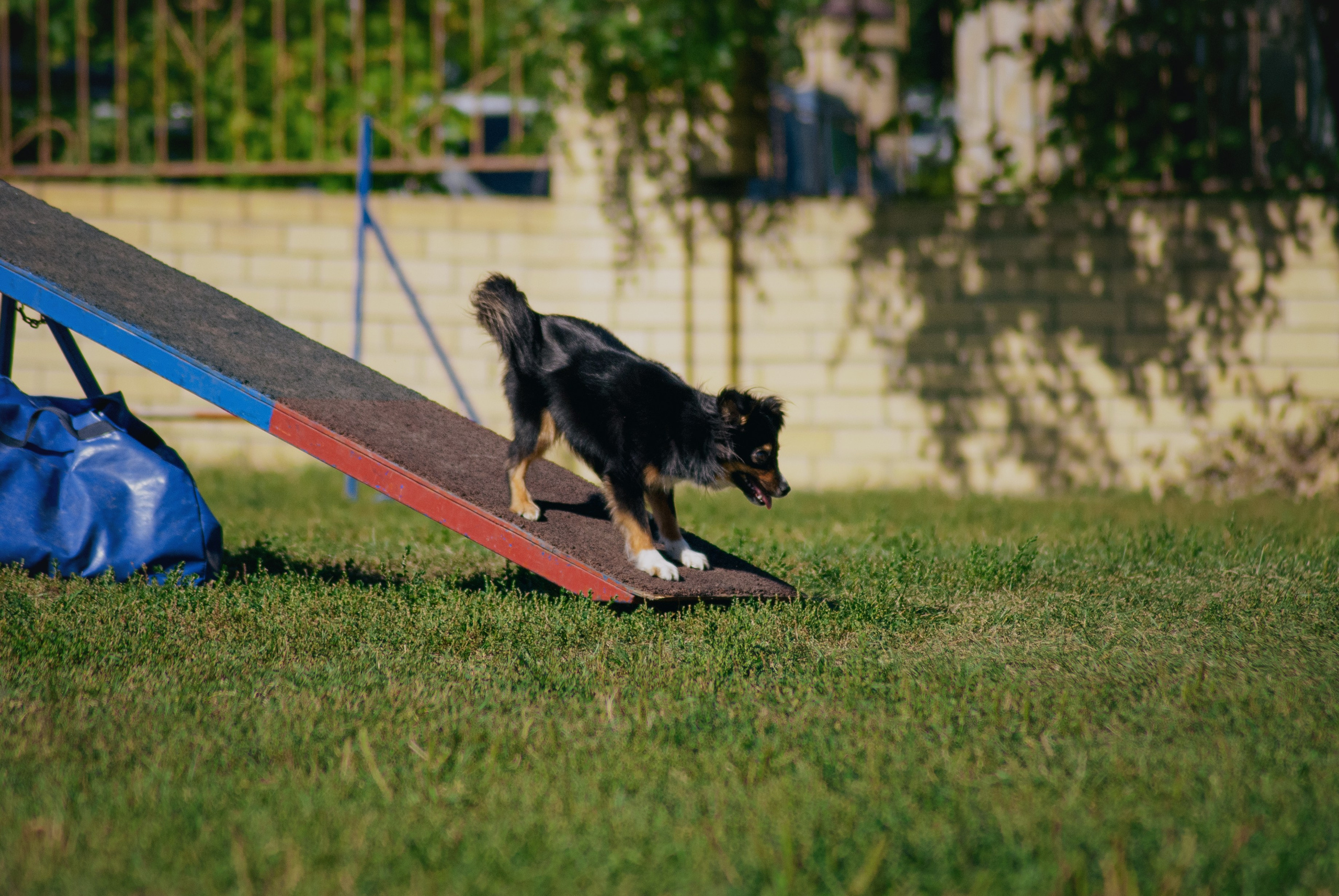 Аджилити. Фотограф в Тюмени Лизавета Сапицкая