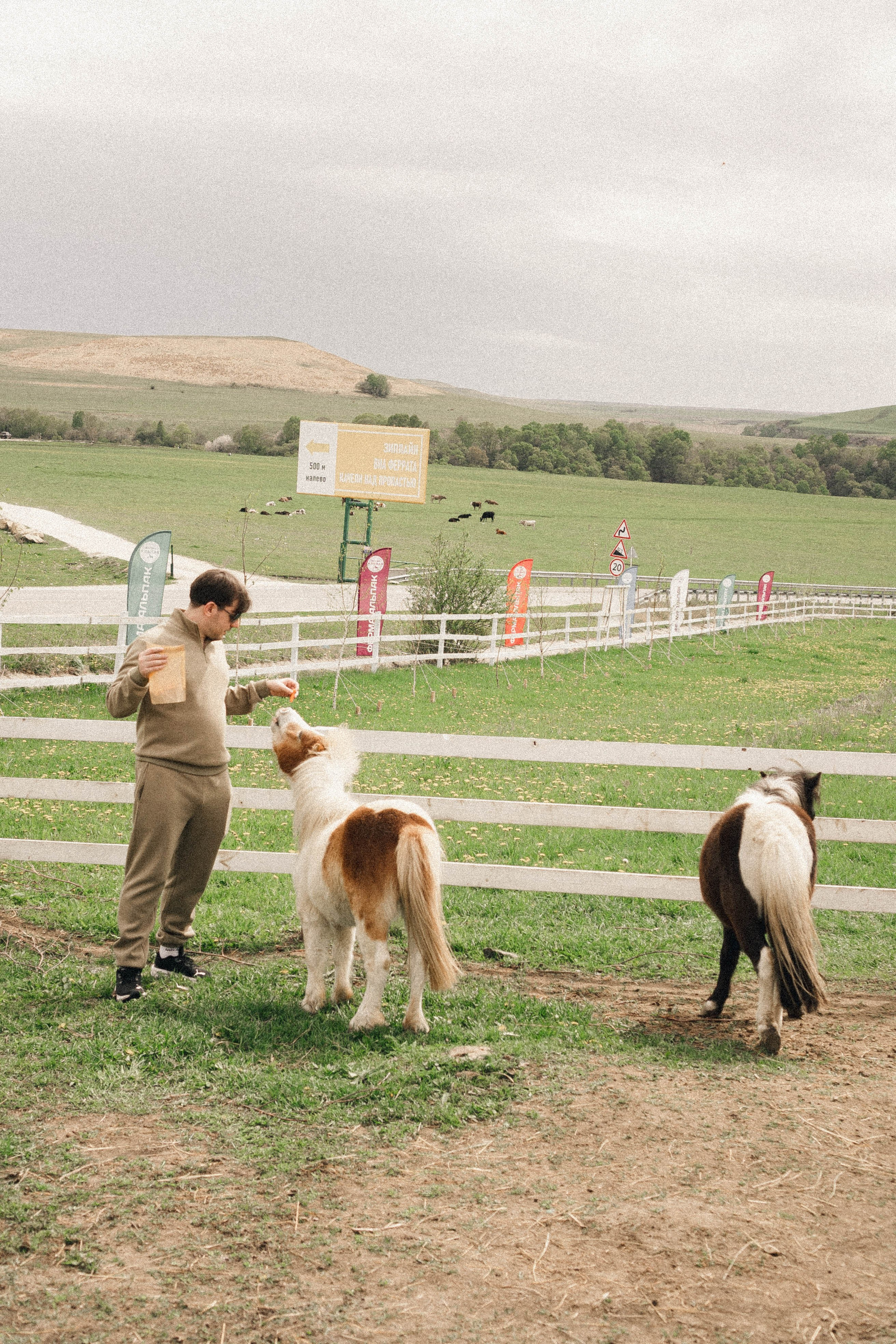 Ферма Альпак. Профессиональный фотограф, Санкт-Петербург — Виктория Богомолова