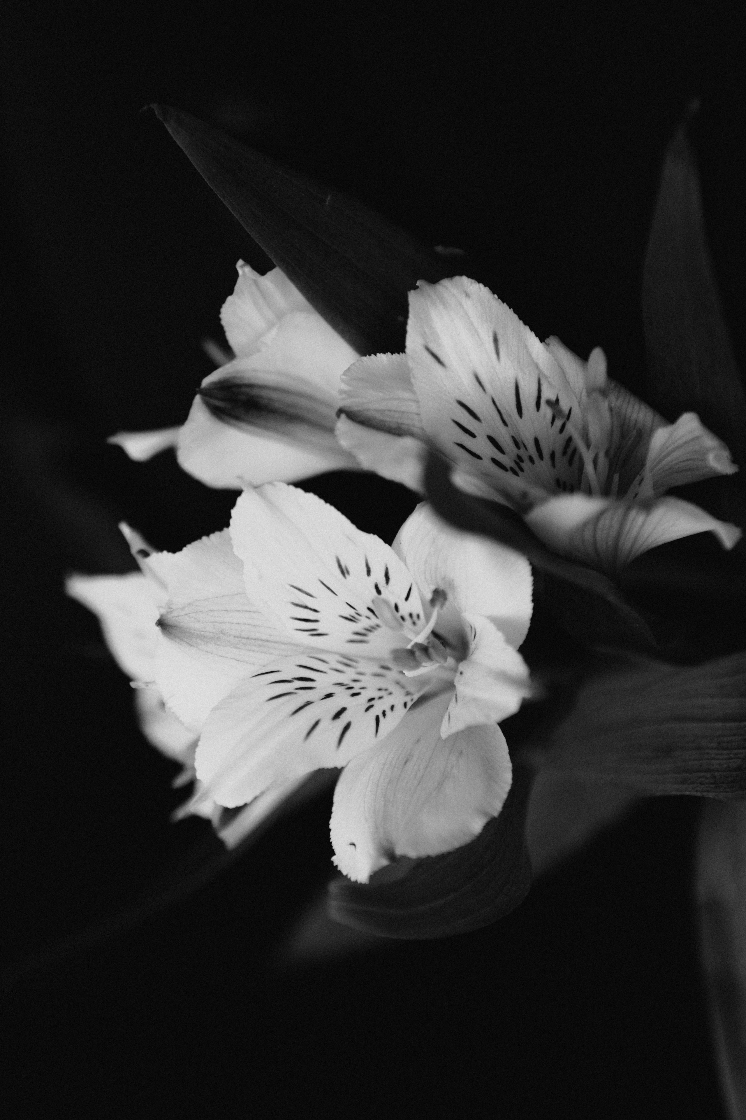 Портретный фотограф в г. Новосибирске