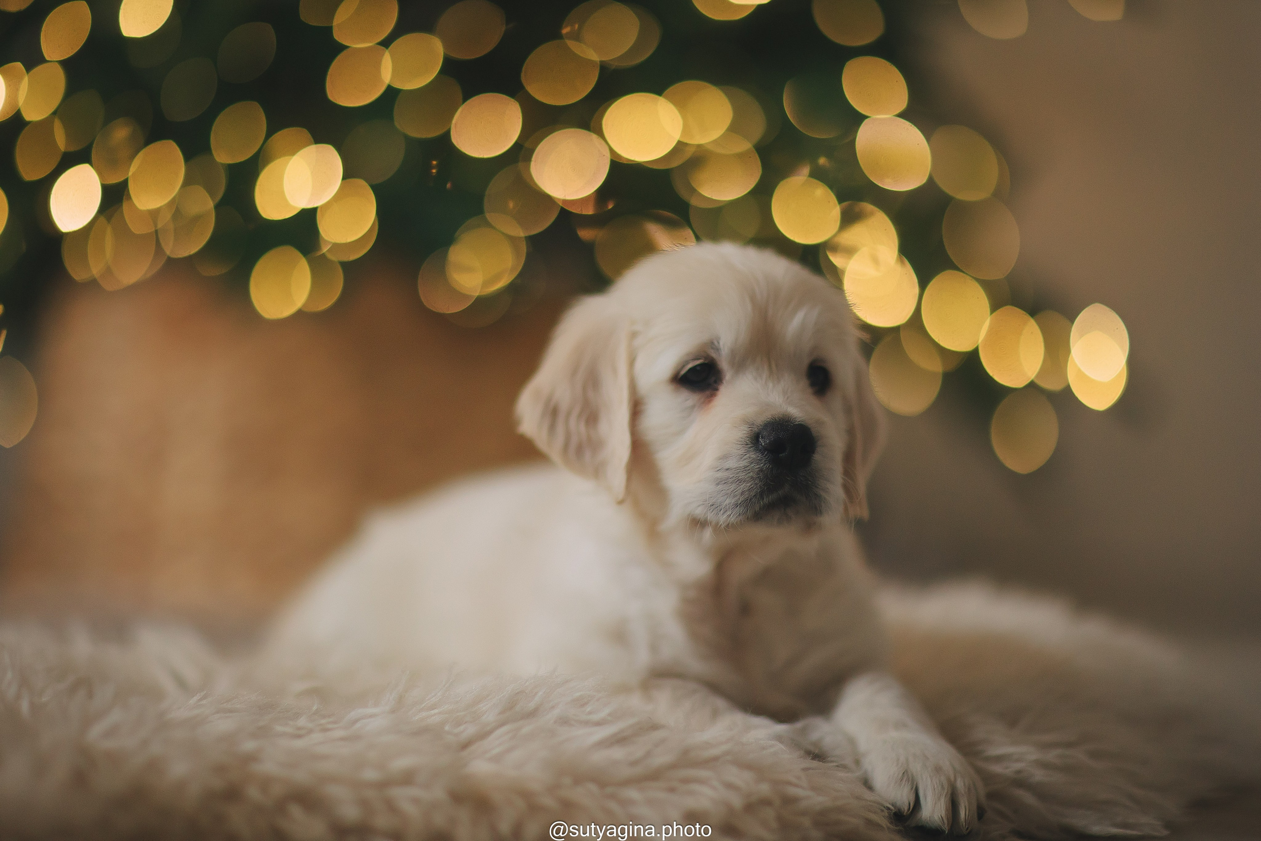 Белая лента. Свадебный и женский фотограф