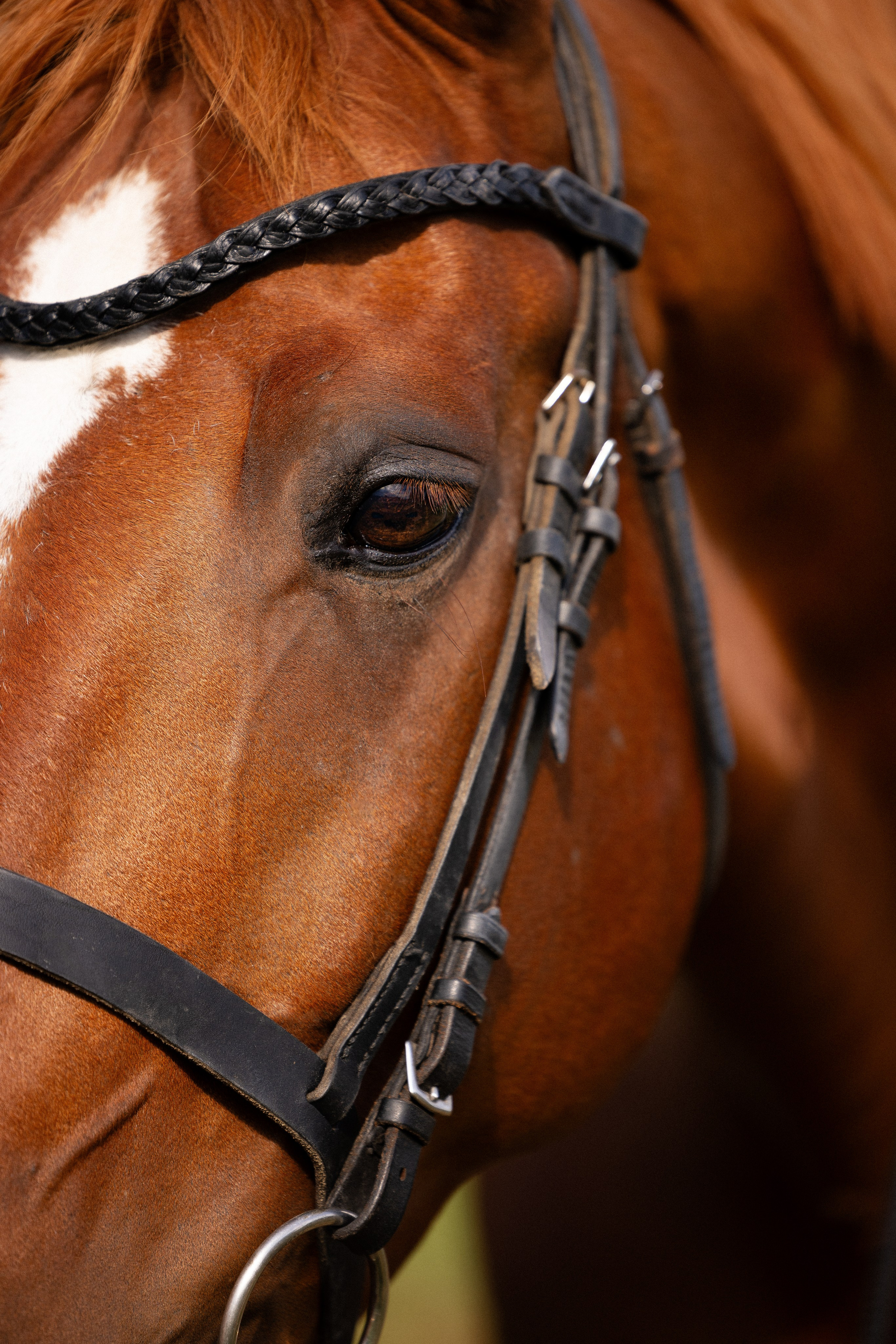 Мария и Реванш. Фотограф и видеограф анималист Аганина Дарья