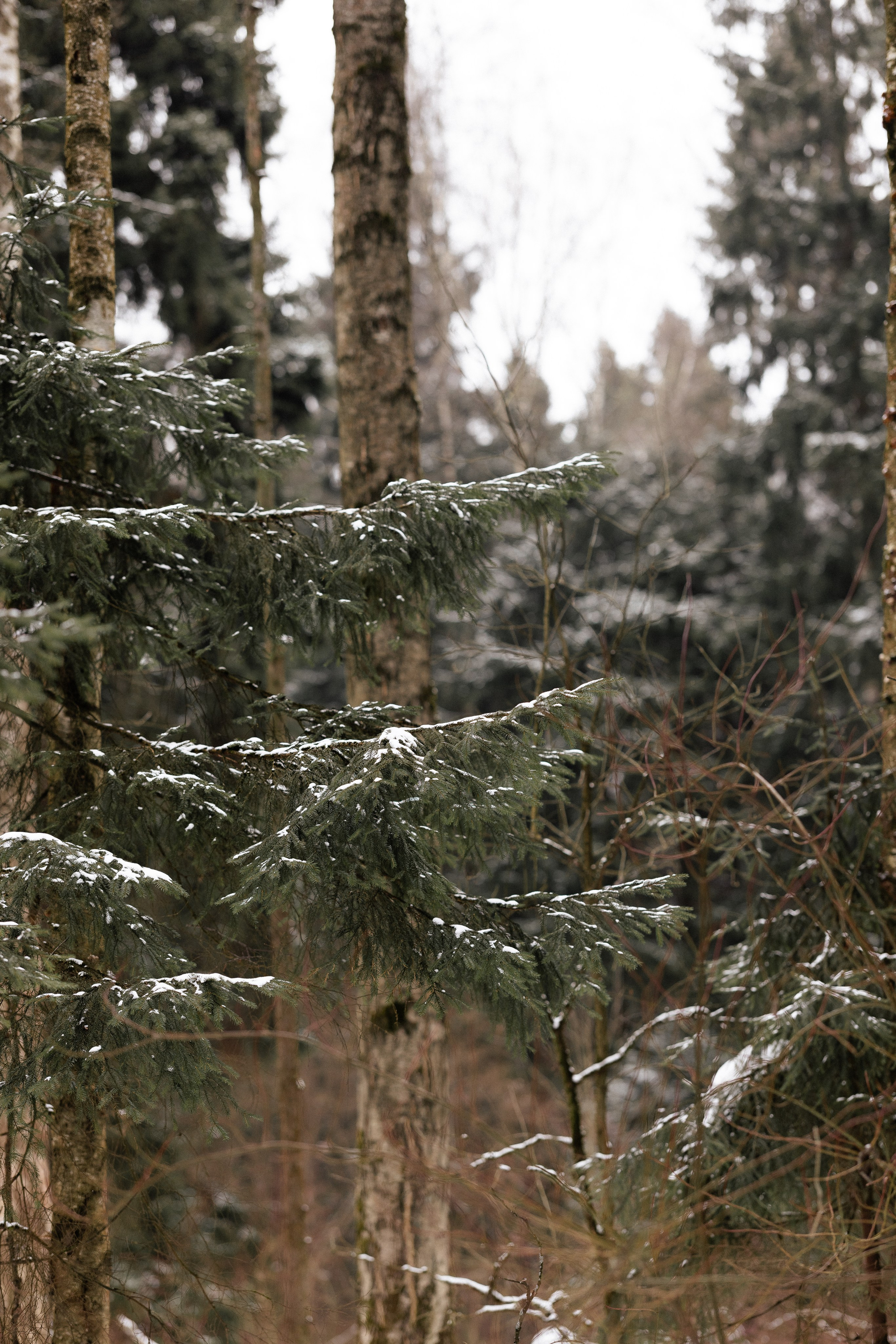 Лера и Наган. Фотограф и видеограф анималист Аганина Дарья