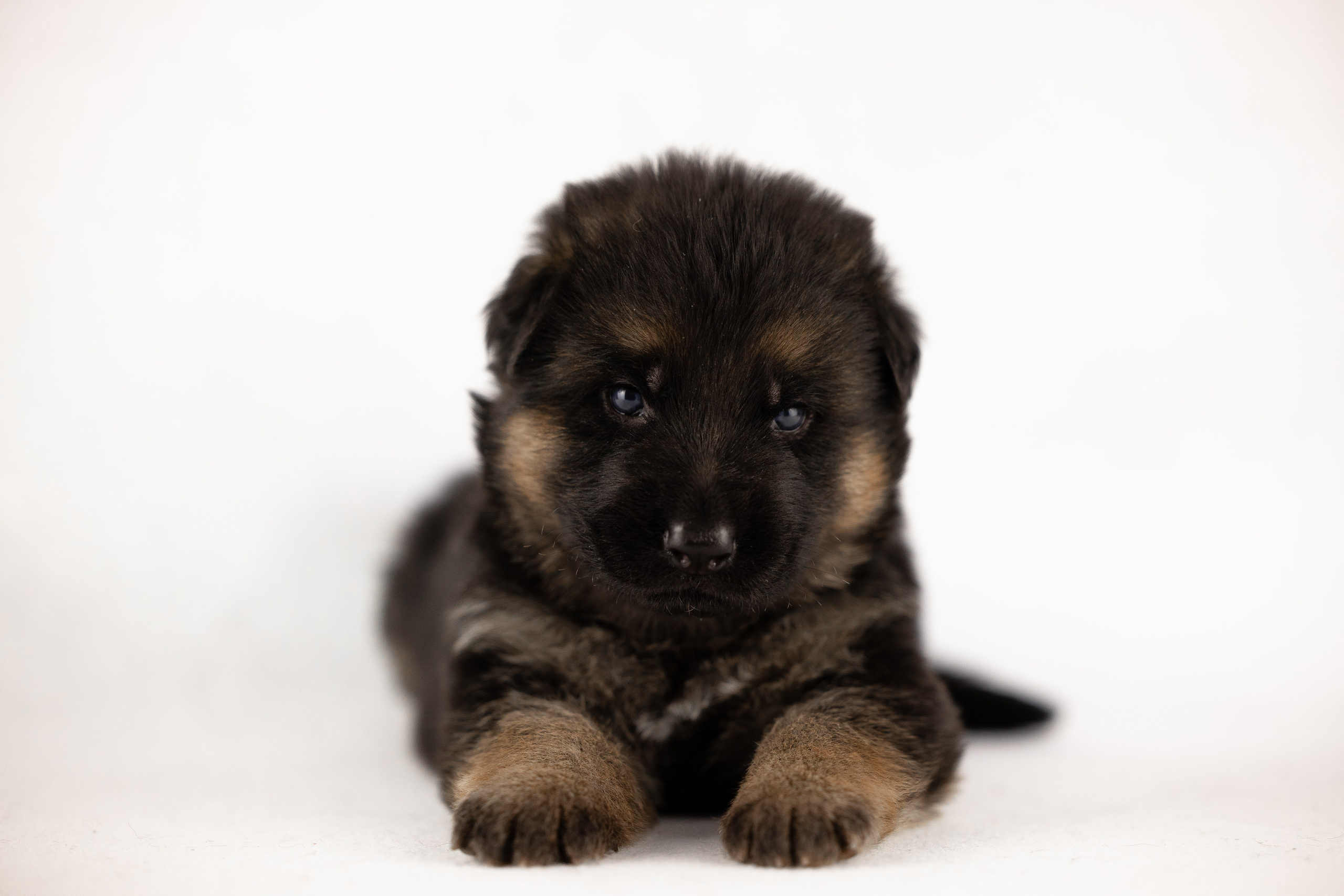 Немецкая овчарка. Фотограф и видеограф анималист Аганина Дарья