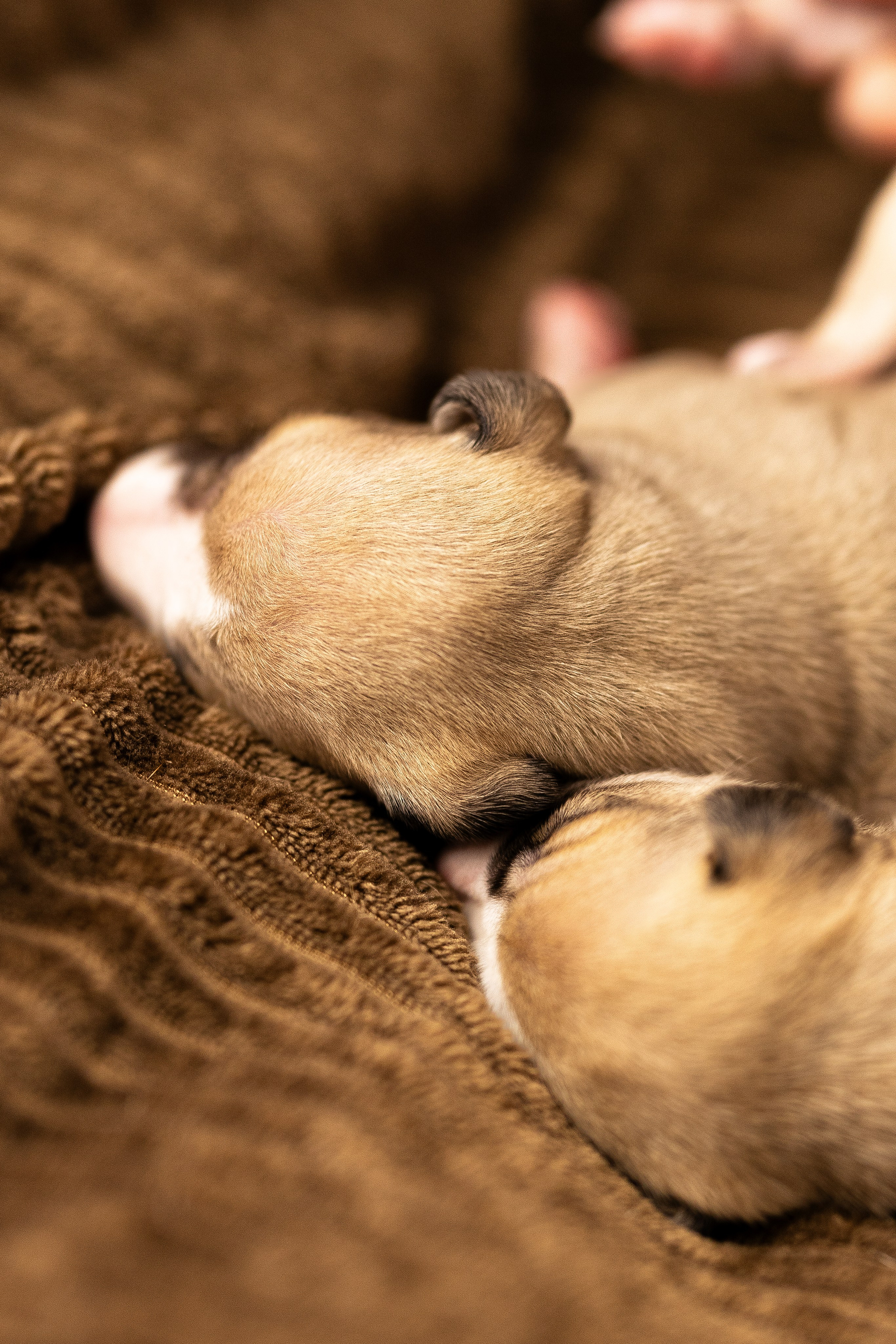Уиппет. Фотограф и видеограф анималист Аганина Дарья