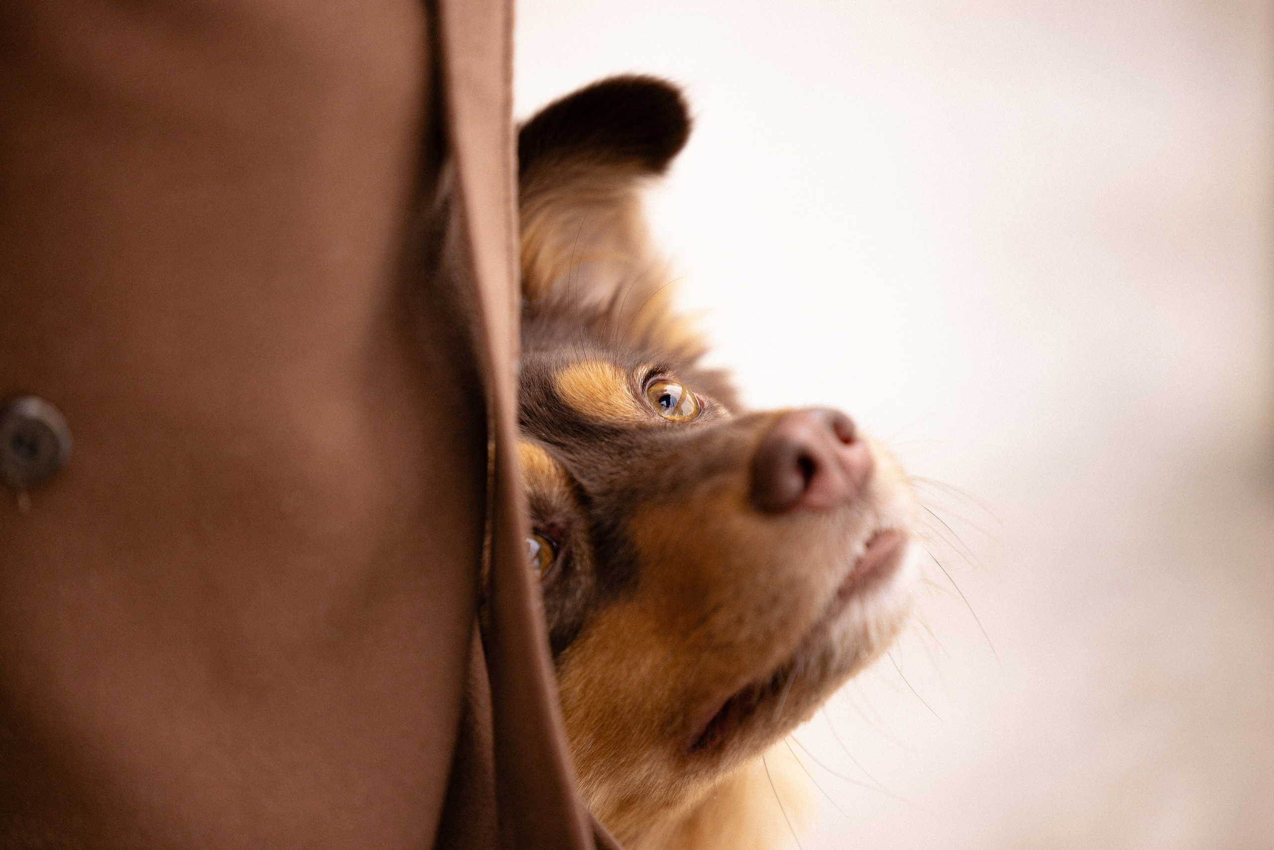 Катя и Мёд. Фотограф и видеограф анималист Аганина Дарья