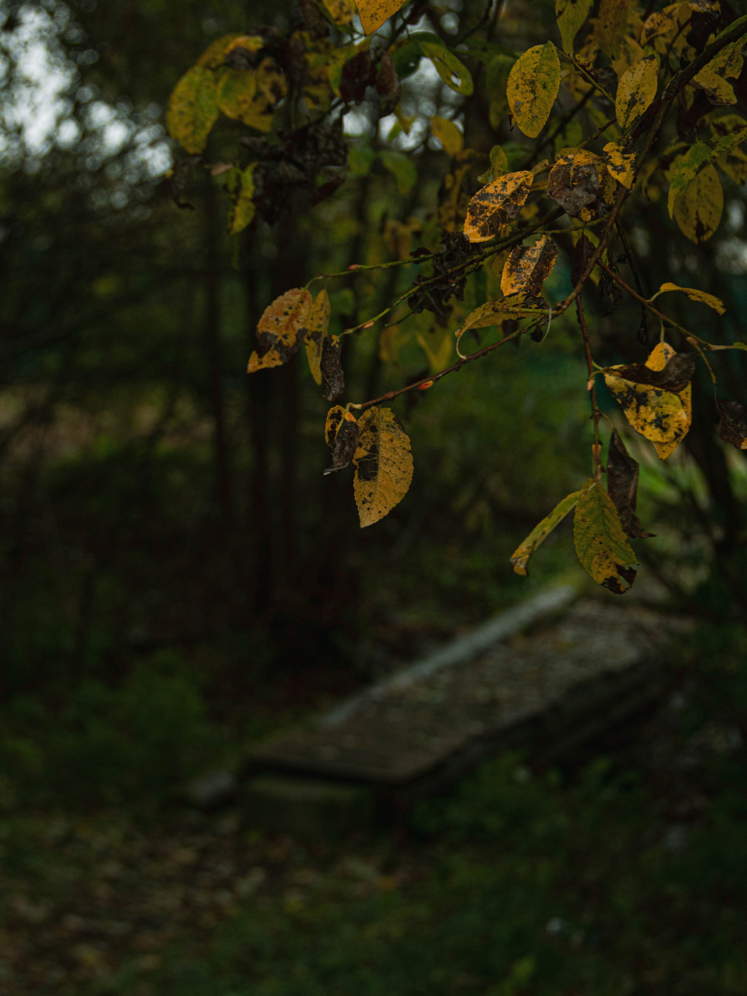 Село Петрилово (28.09.24). «Матрица»