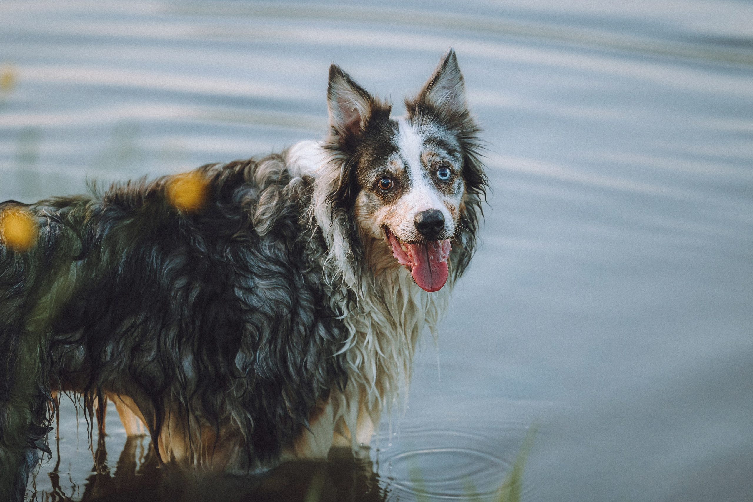 Полина, Милли и Пад