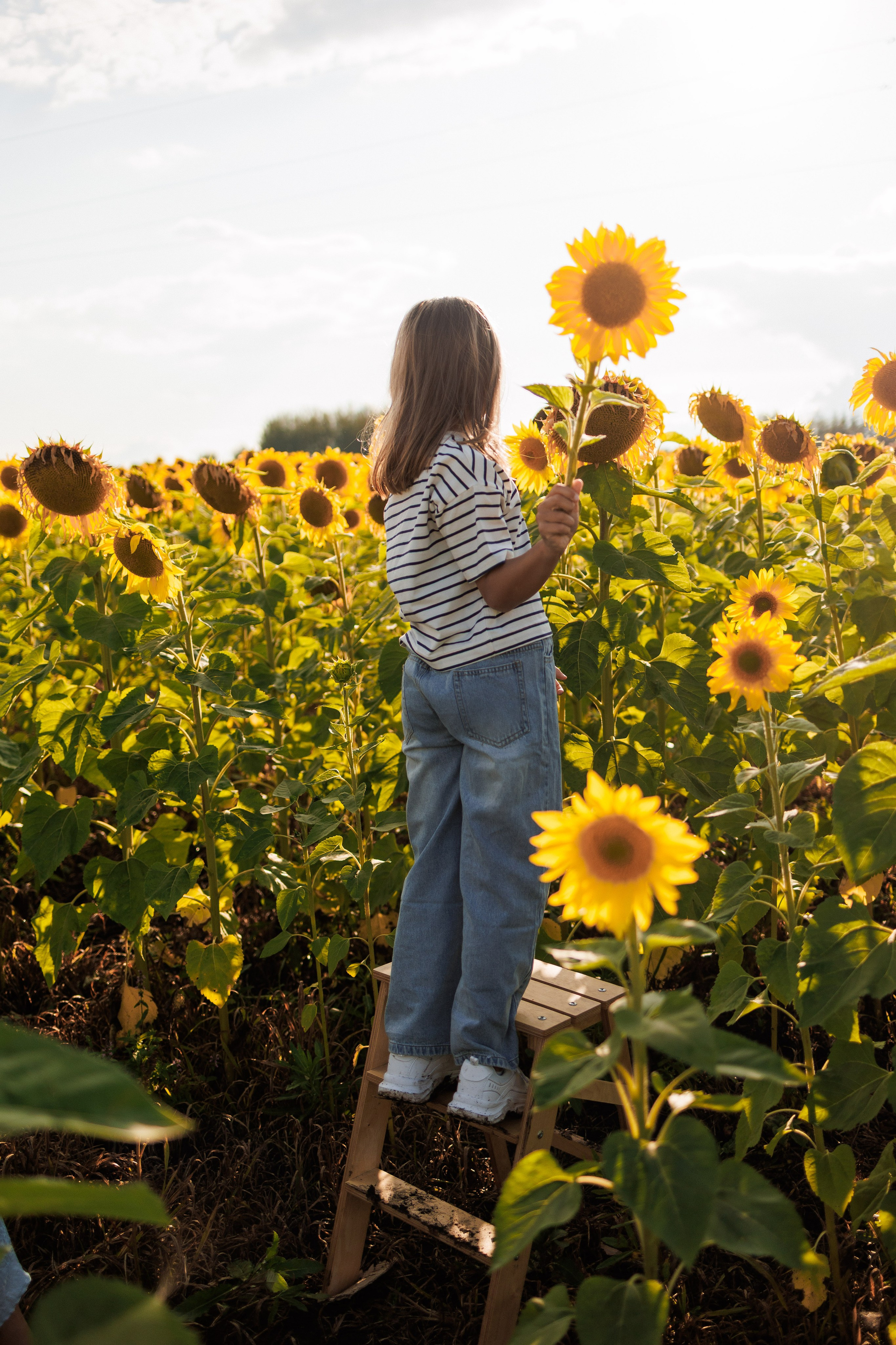 В поле подсолнухов. Семейный фотограф г. Тюмень
