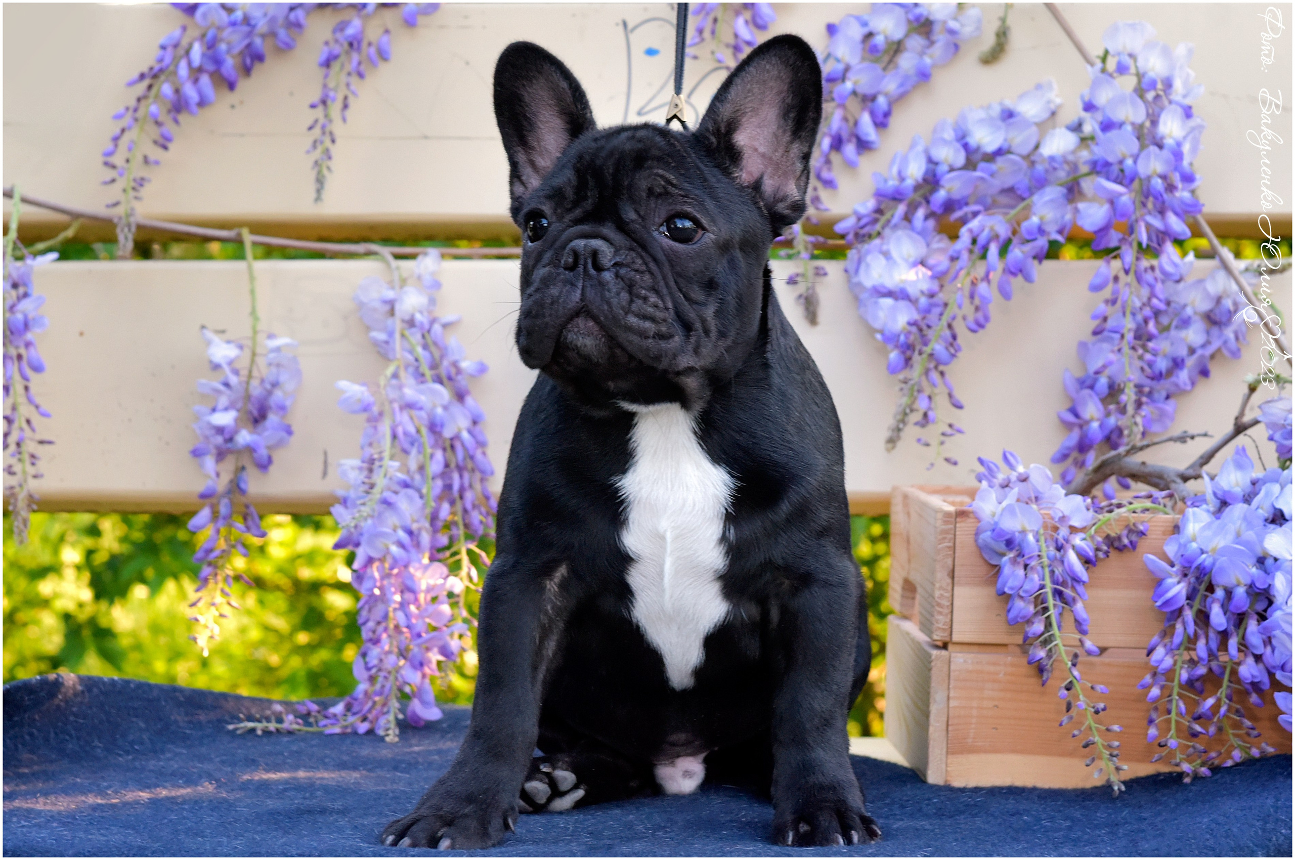 Студийная съемка. Фотограф анималист | семейный Юлия Вакуленко, г. Краснодар