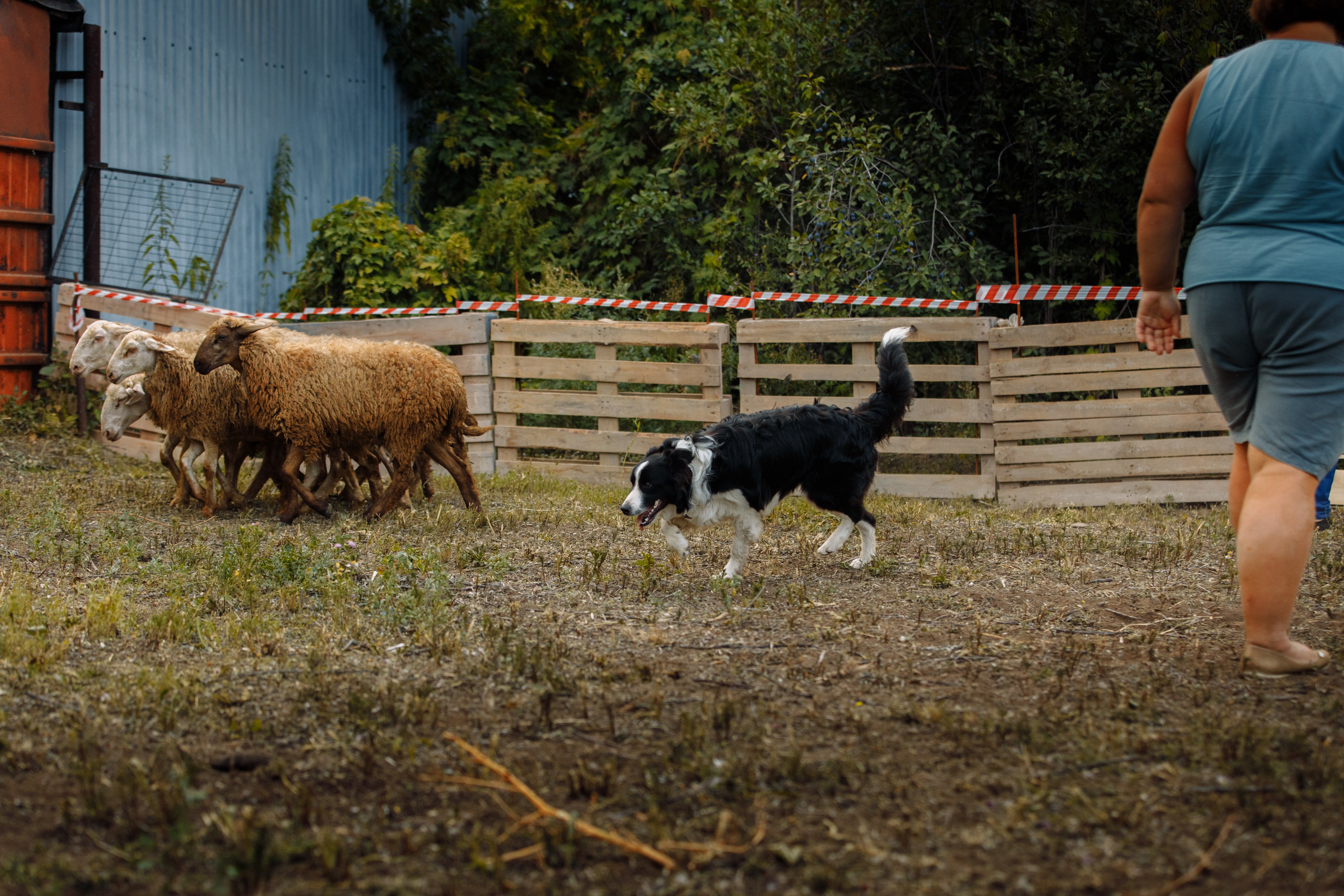 Овечий день. О нас