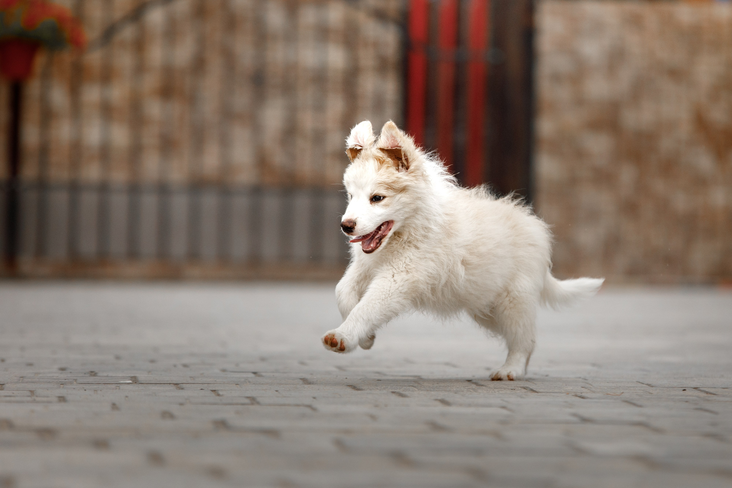 Болтовня в саду. О нас