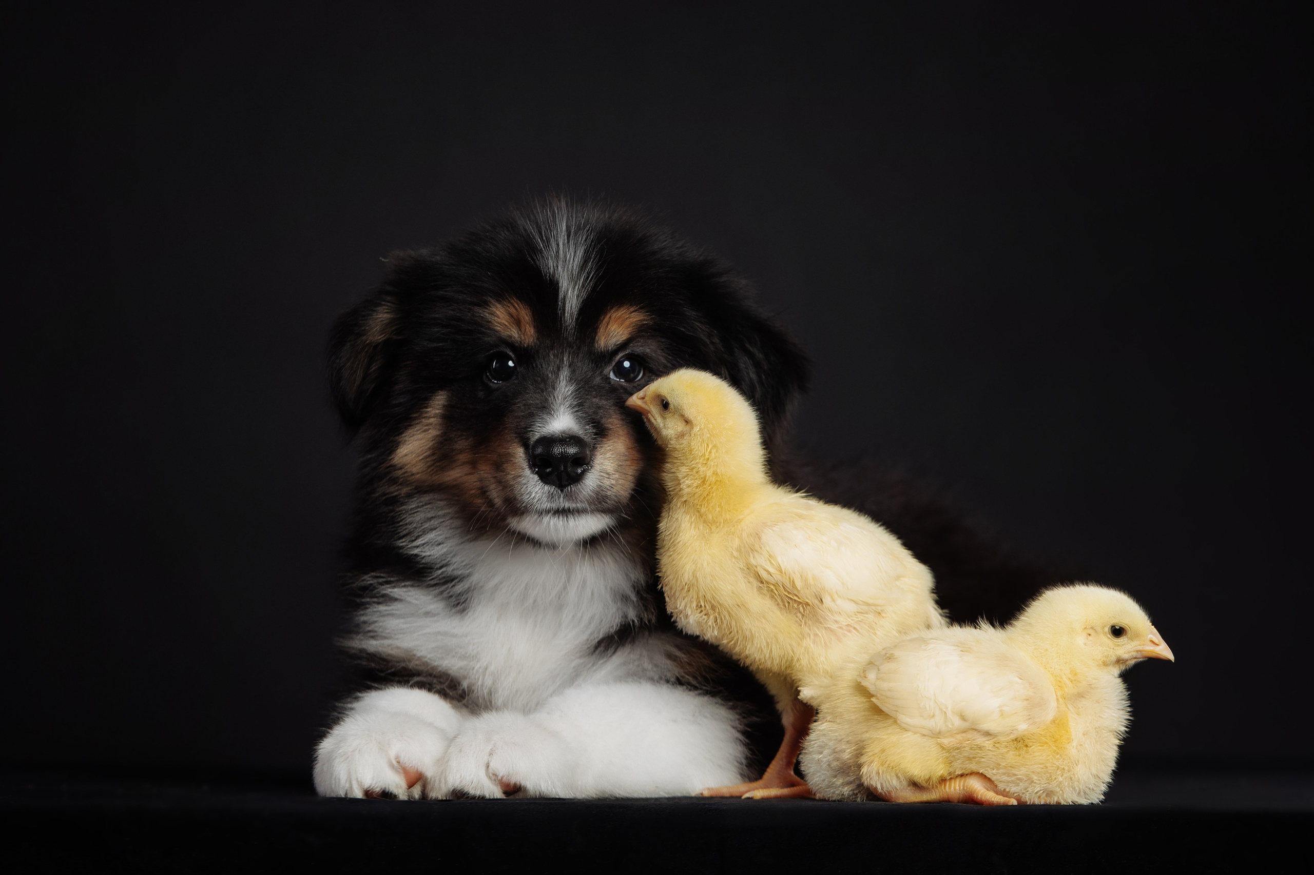 С цыпами. О нас