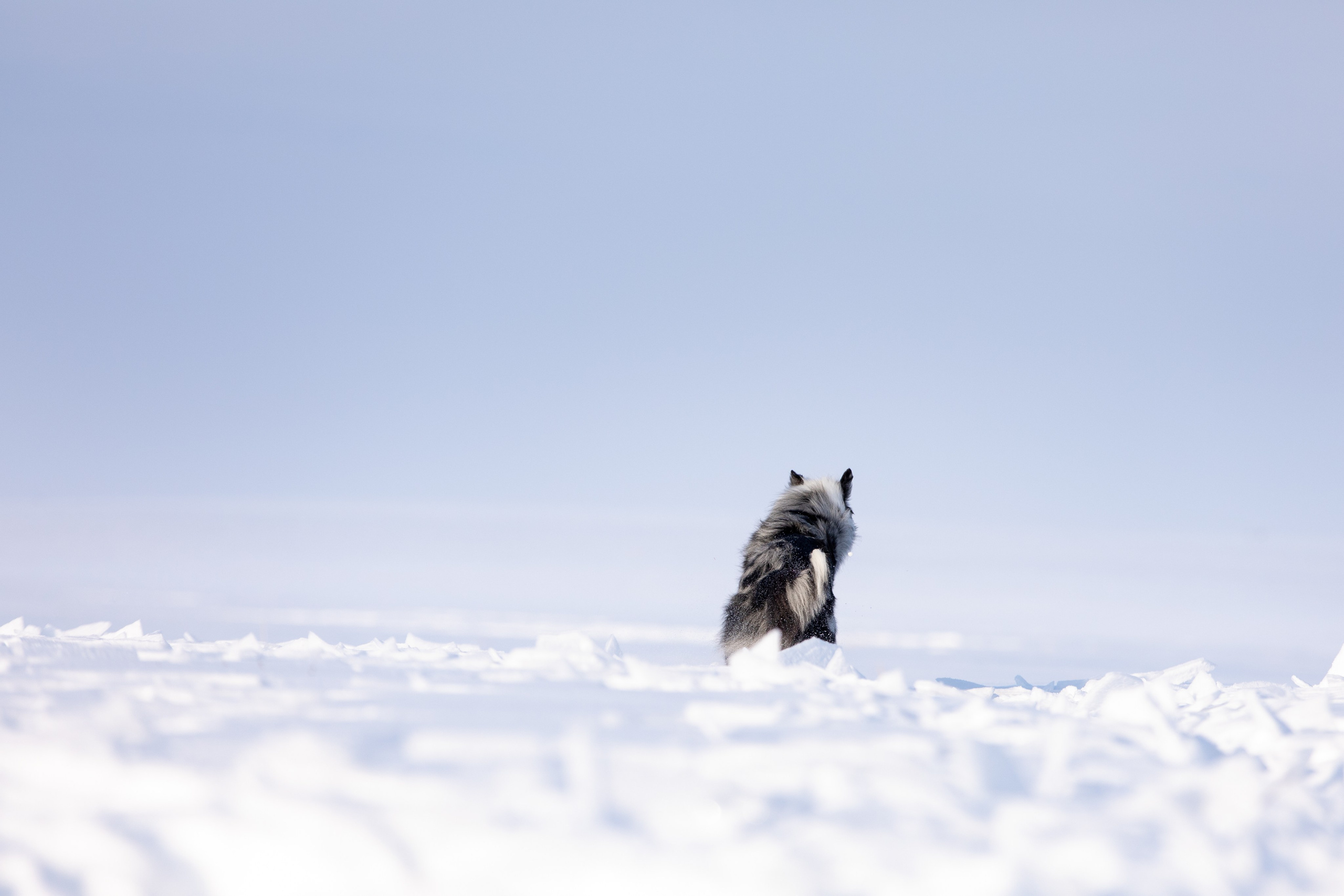 Мороз и солнце. О нас