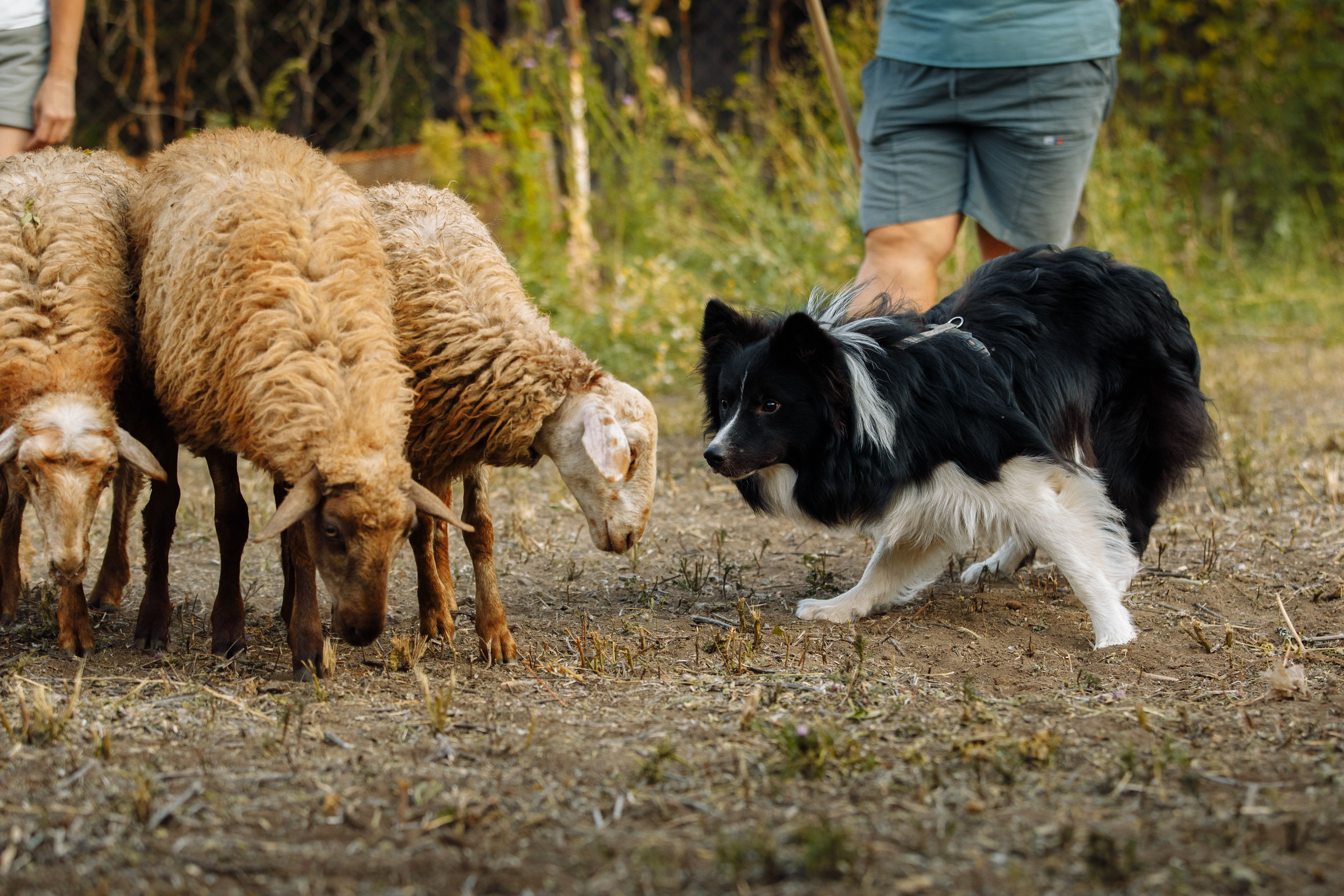 Овечий день. О нас