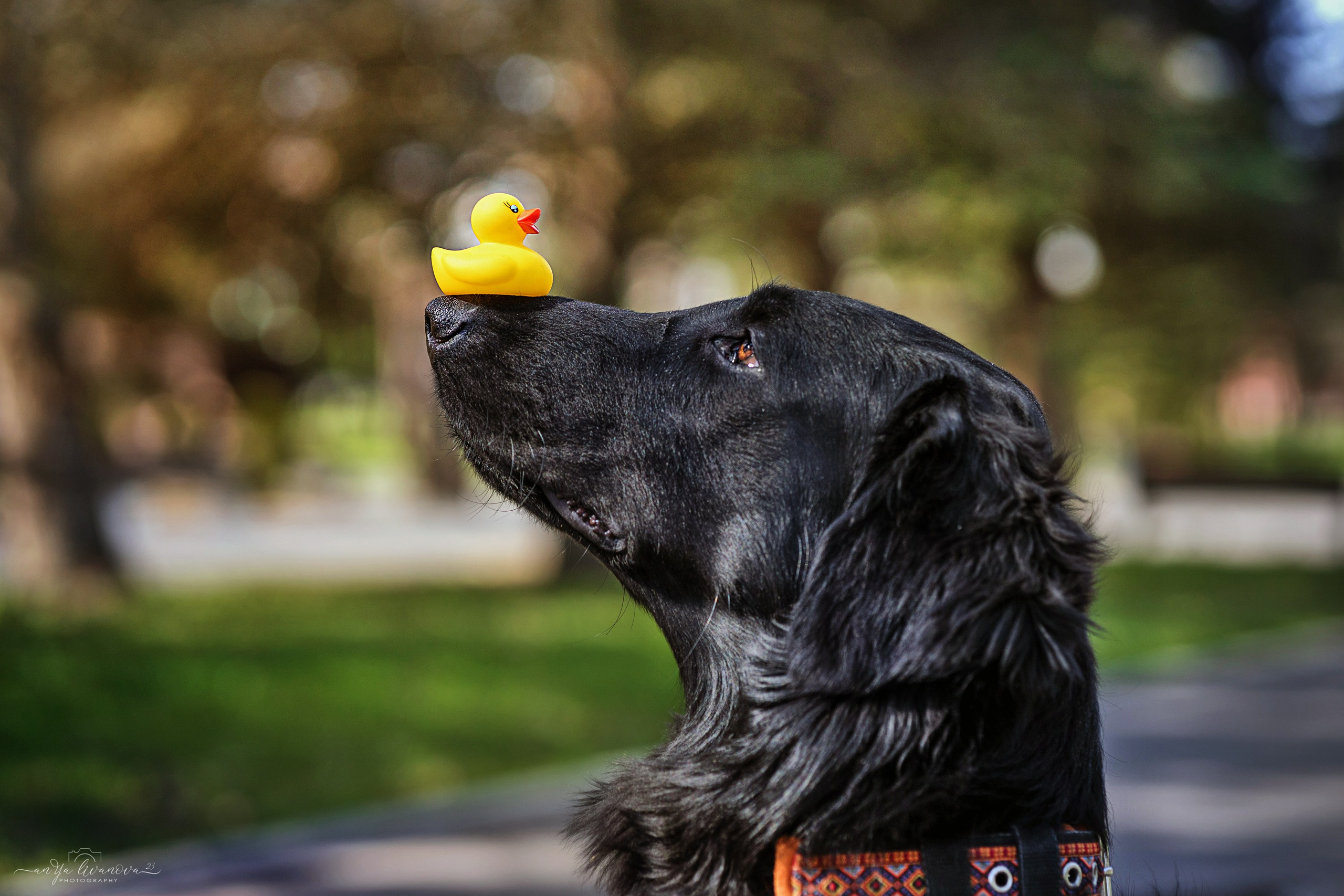 Солнышки. Фотограф анималист Аня Ливанова | Рыбинск