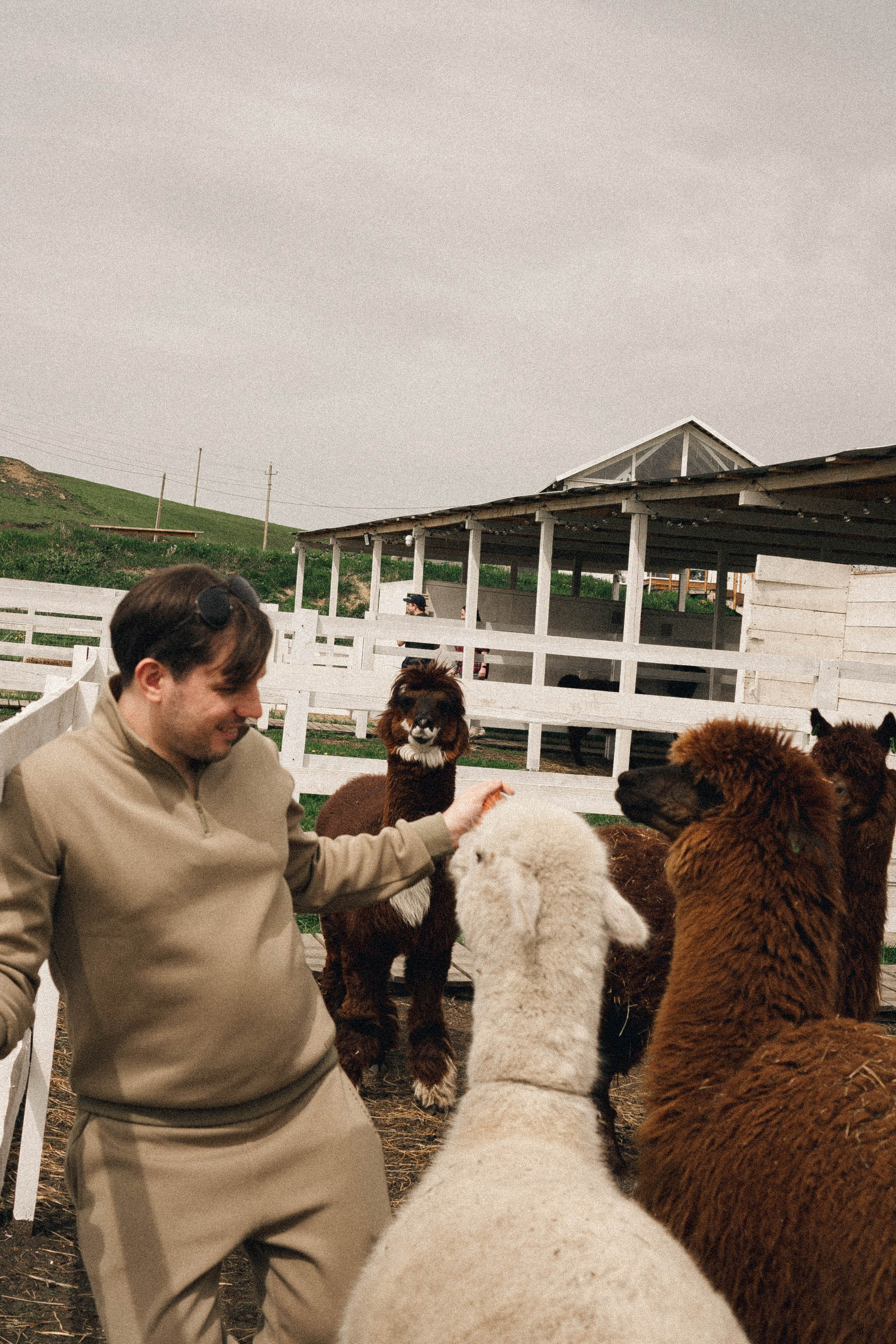 Ферма Альпак. Профессиональный фотограф, Санкт-Петербург — Виктория Богомолова