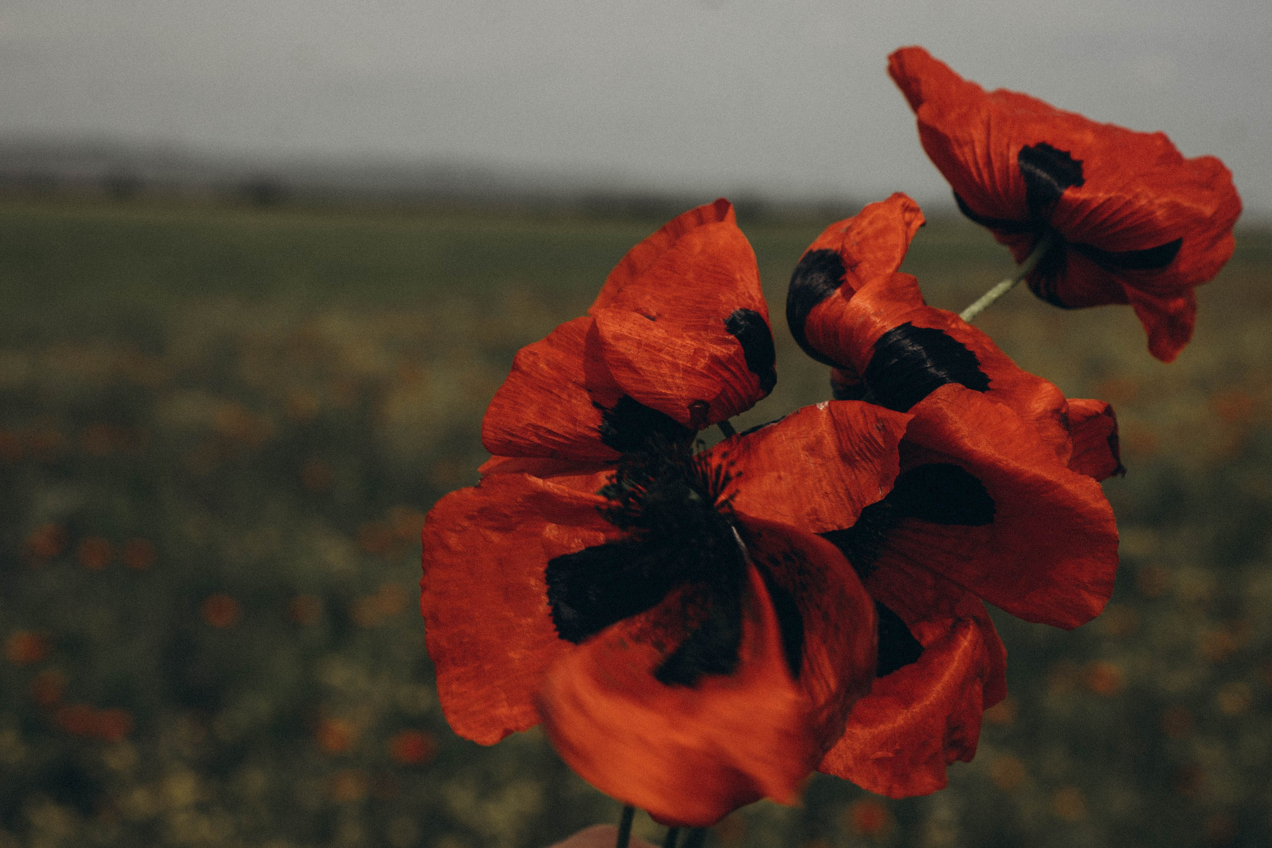 Путешествие в Дагестане. Профессиональный фотограф, Санкт-Петербург — Виктория Богомолова