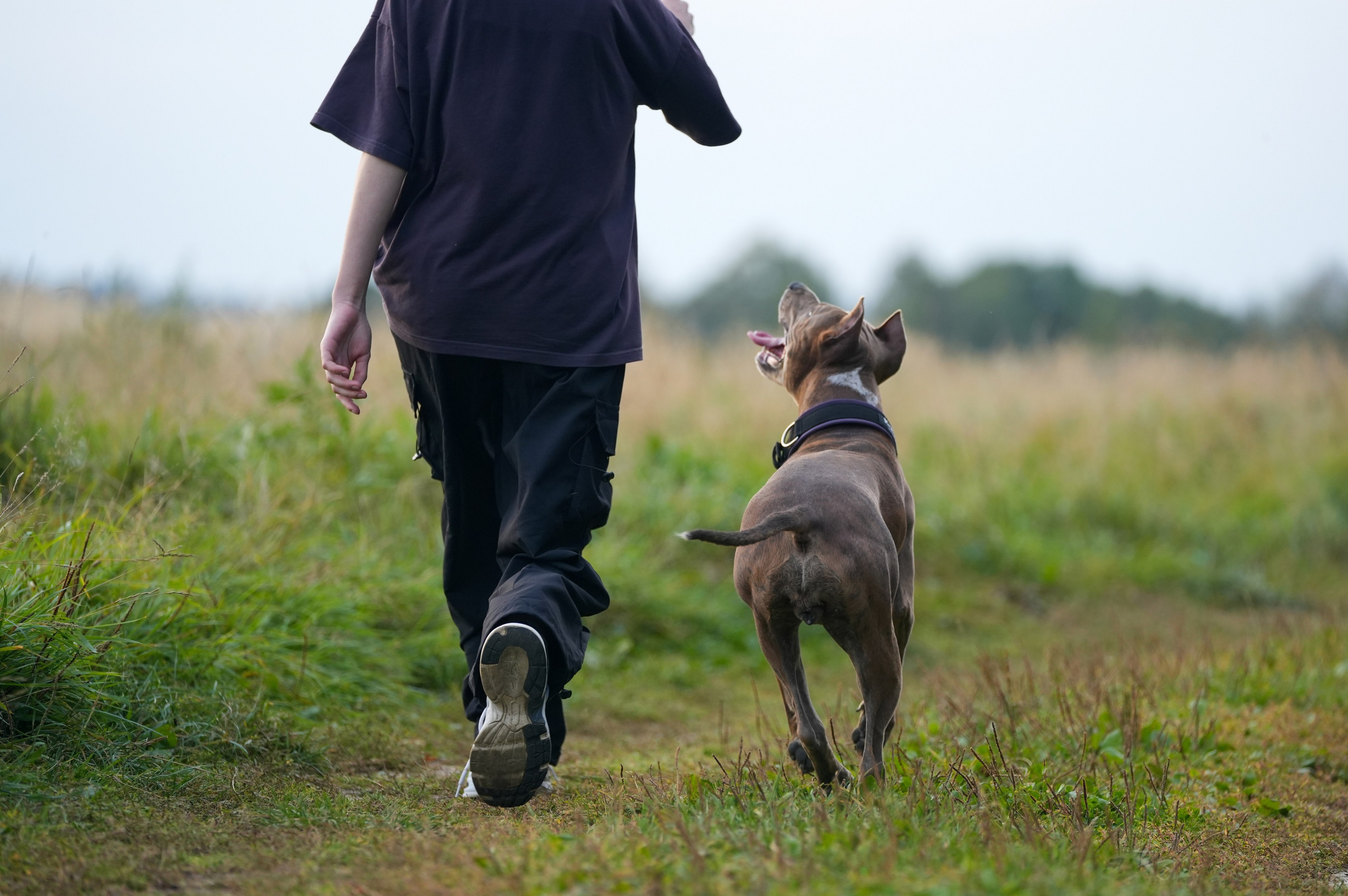 Стафордширский терьер. Фотосъемка девушки с собакой. Фотосессия с собакой. Фотограф анималист. 