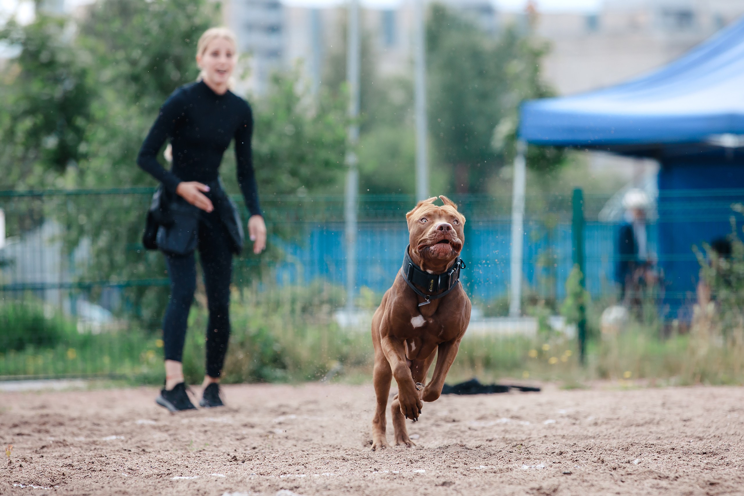 Питч&Гоу + веселые старты. Фотограф-анималист Mary Mart — Москва, Питер