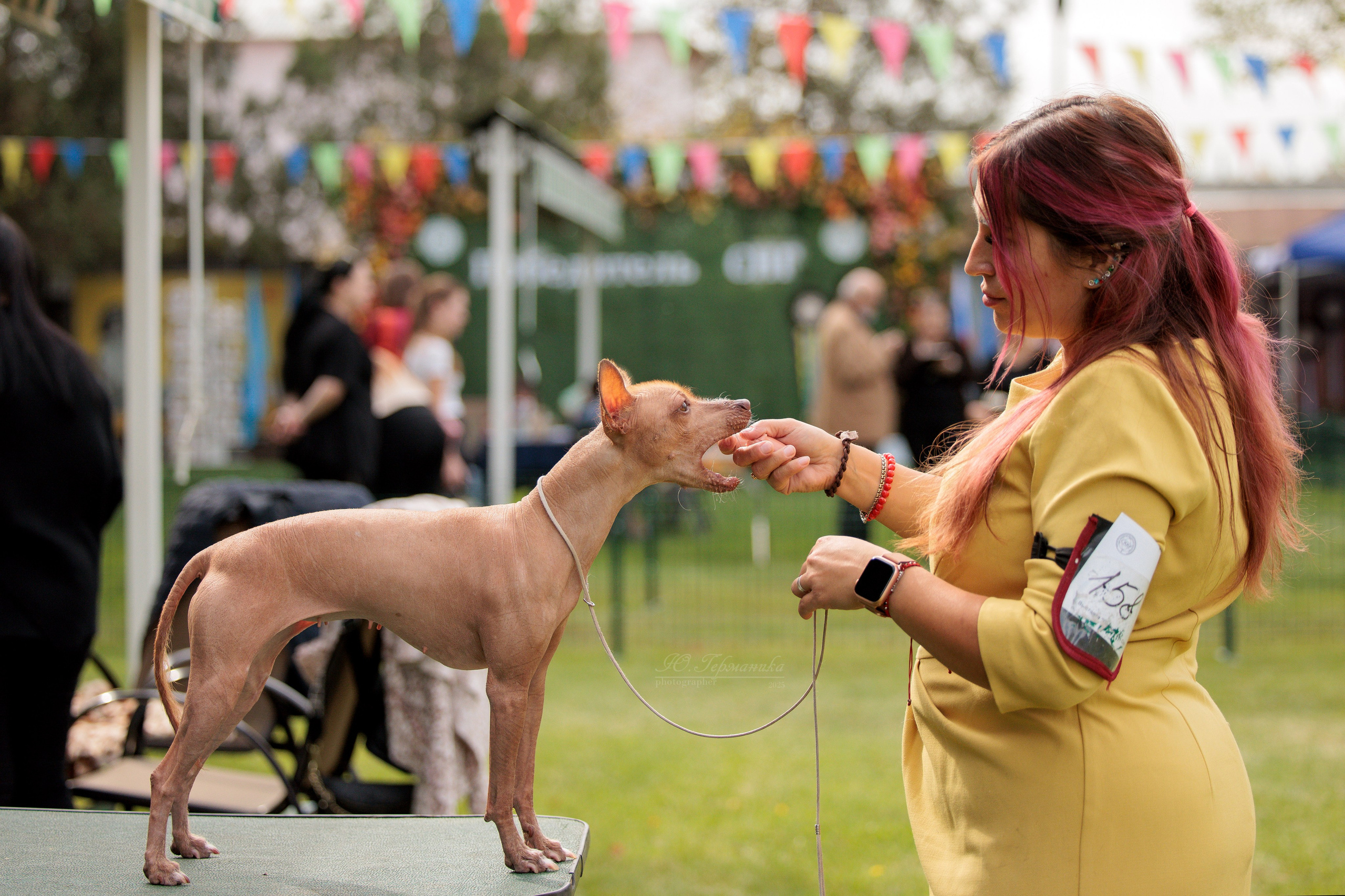 Бишкек 3х CACIB 26-28.09.2025. Фотограф-анималист Юлия Германика