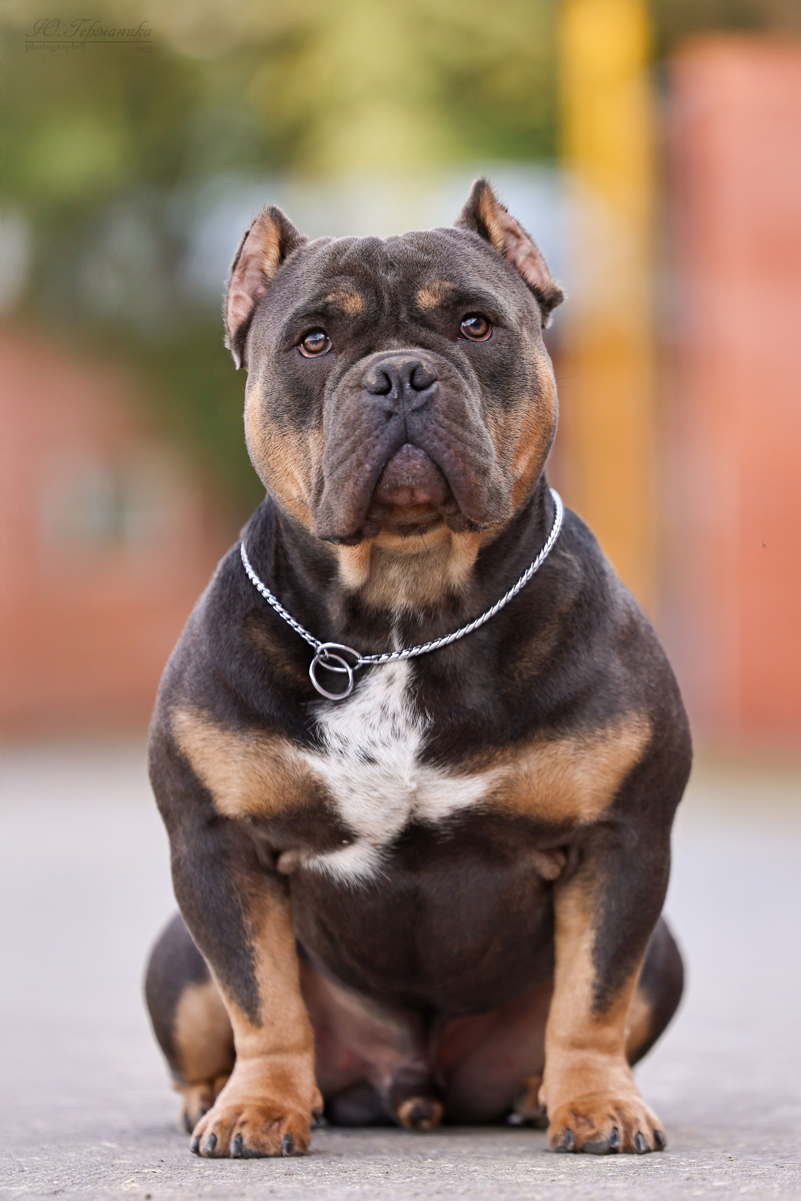 Астана 2хCACIB 26-28.09.2025. Фотограф-анималист Юлия Германика