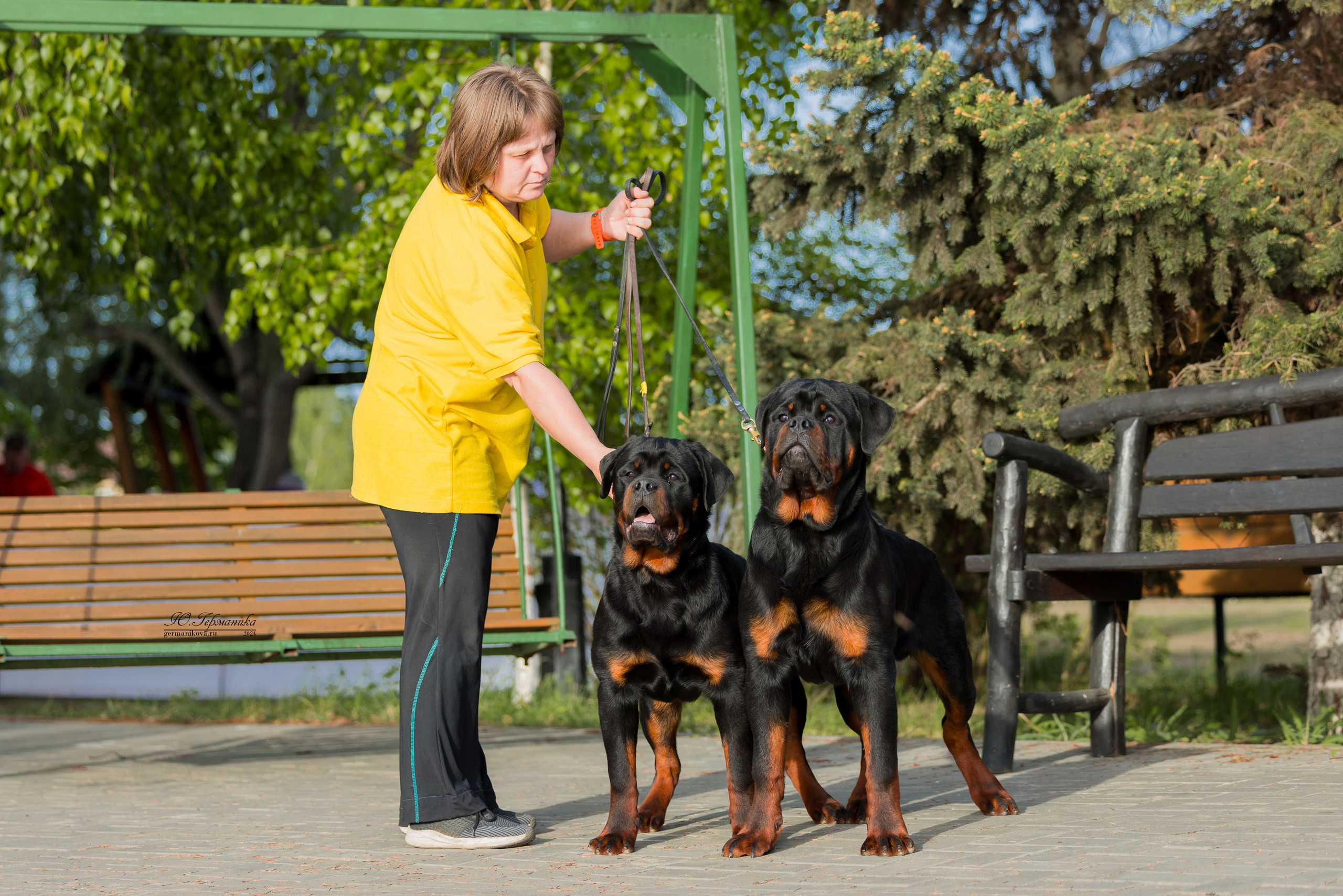 Саратов 2 х моно ротвейлеров 28-29.04.2024. Фотограф-анималист Юлия Германика